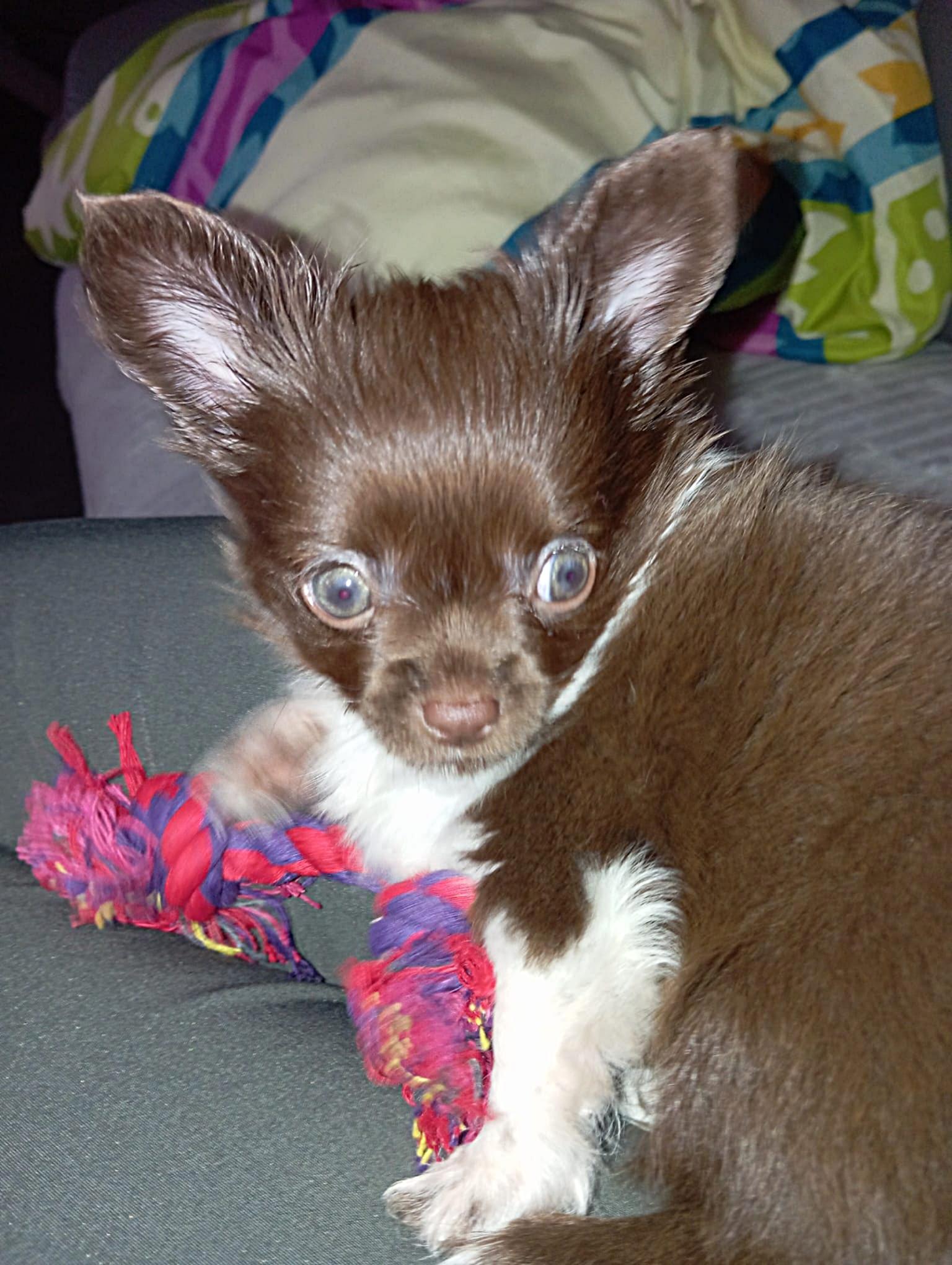 Chihuahua Jaxx
