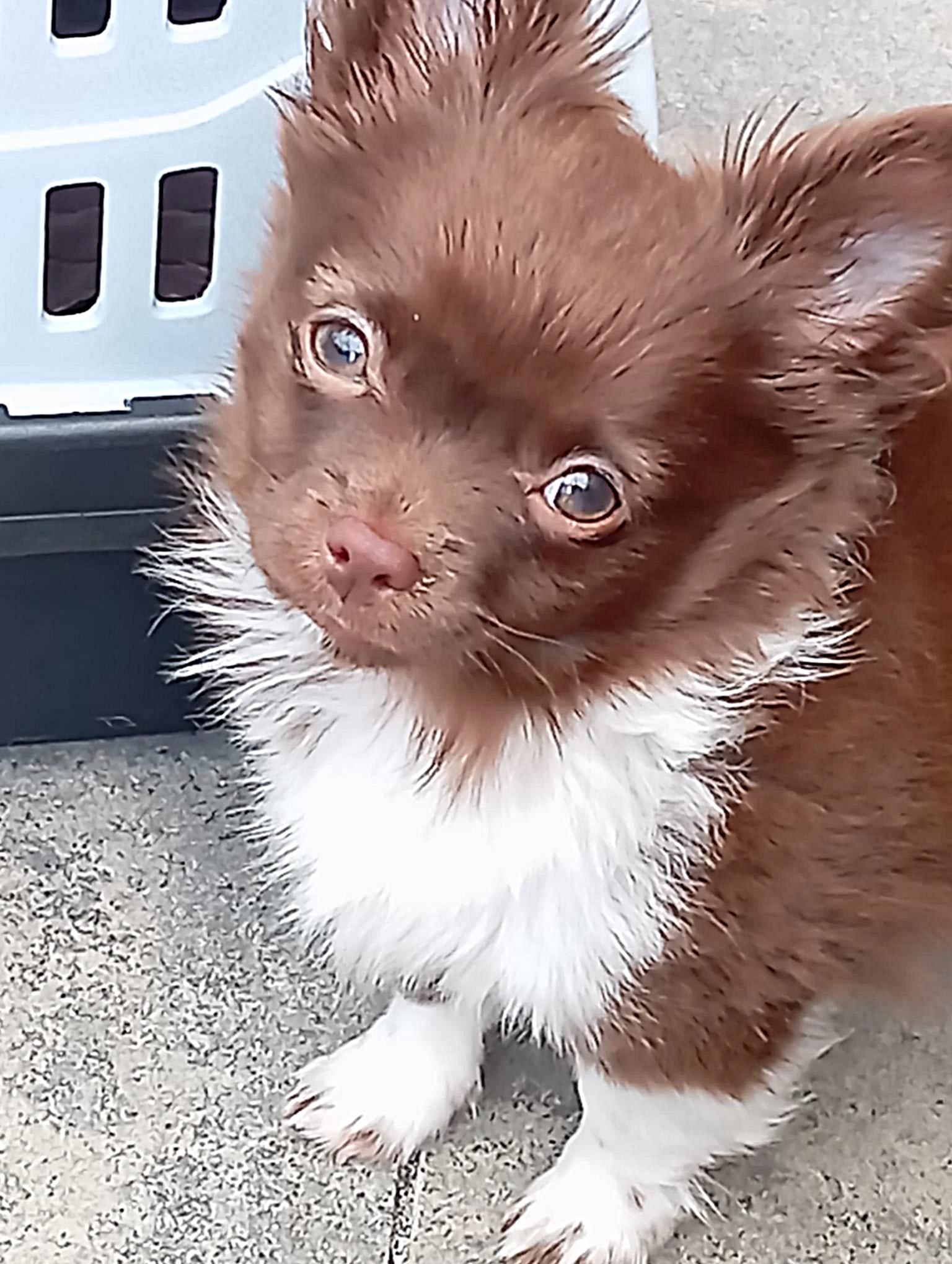 Chihuahua Jaxx