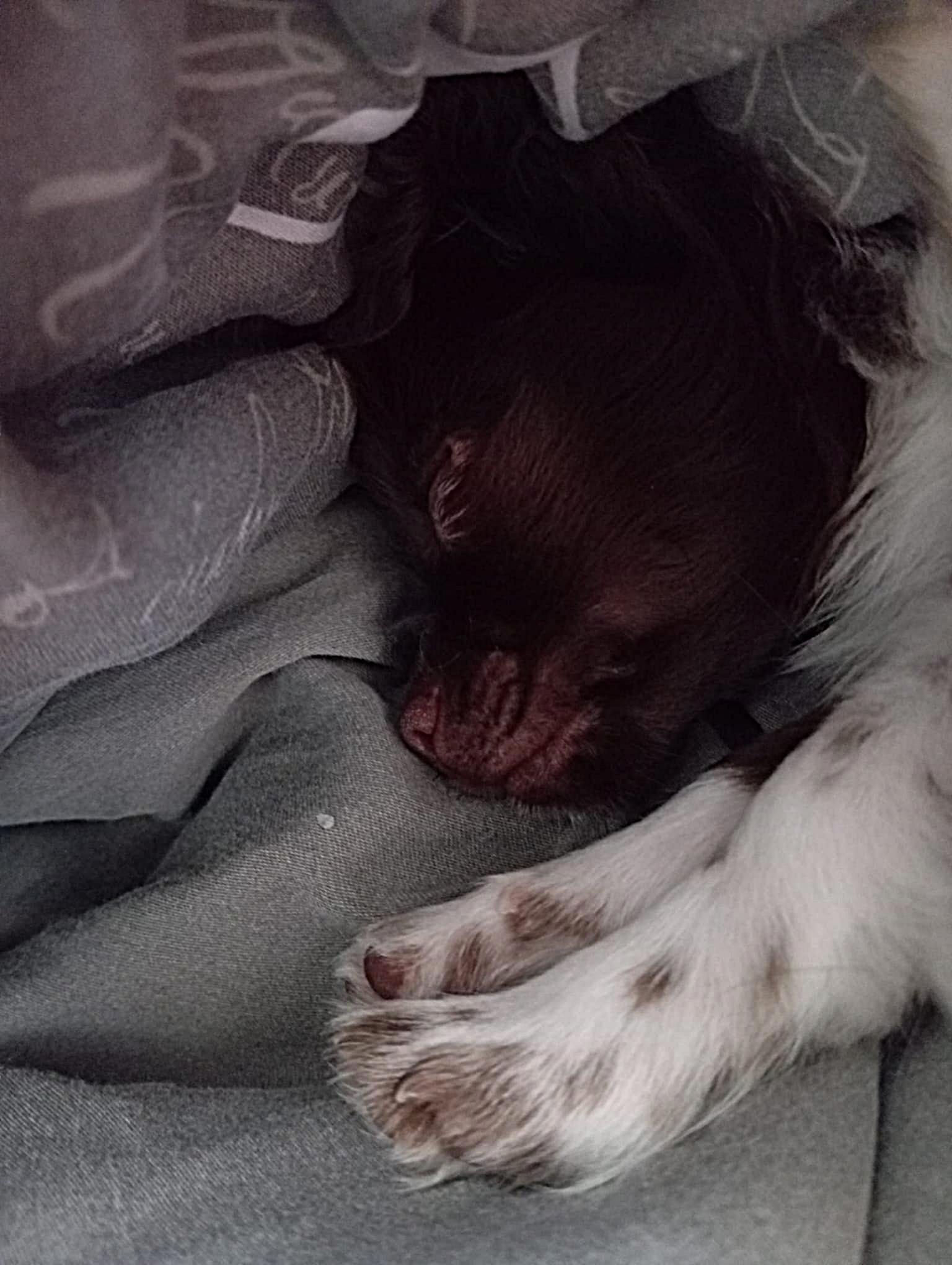 Chihuahua Jaxx