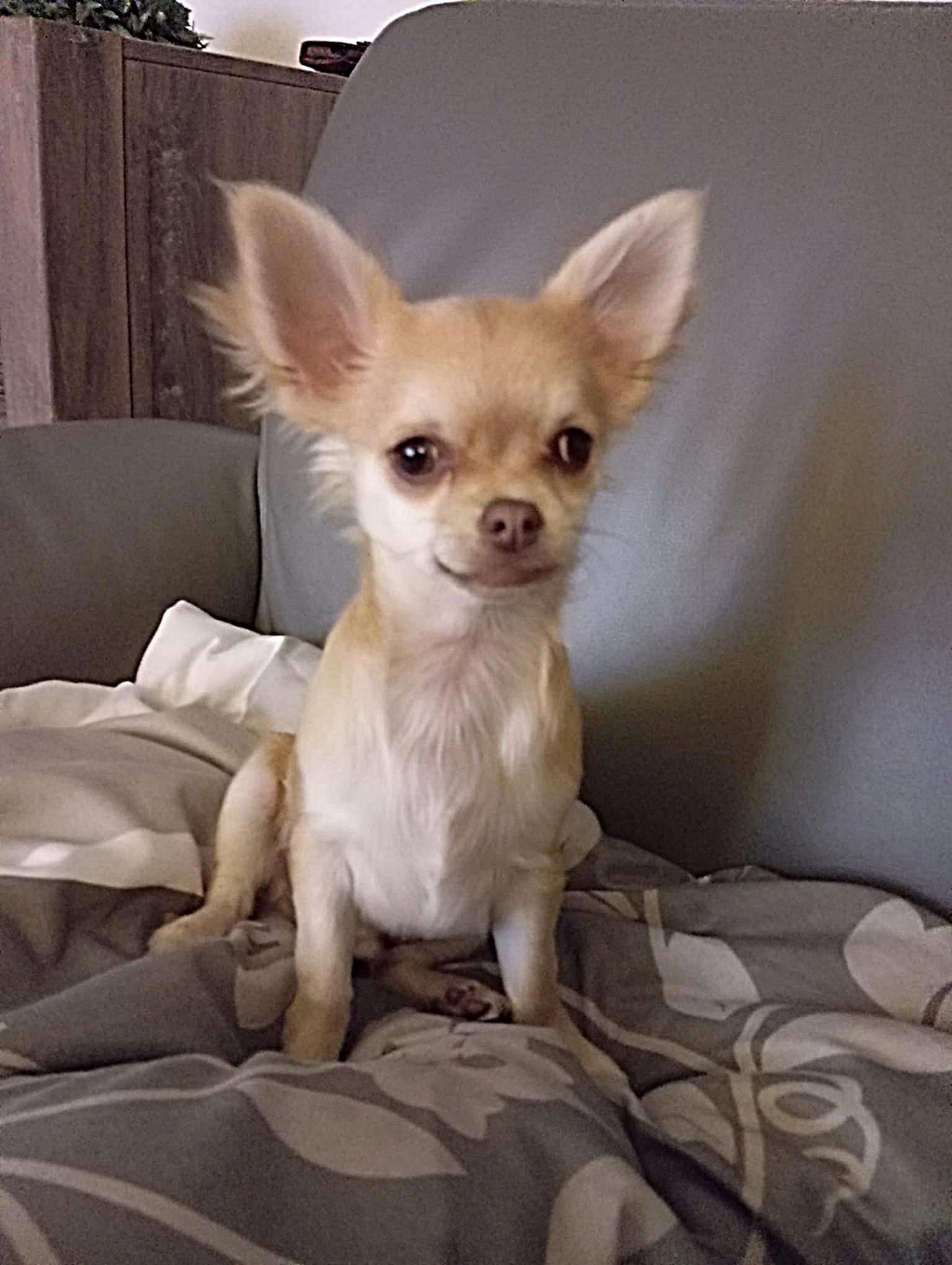 Chihuahua Joy Teddy