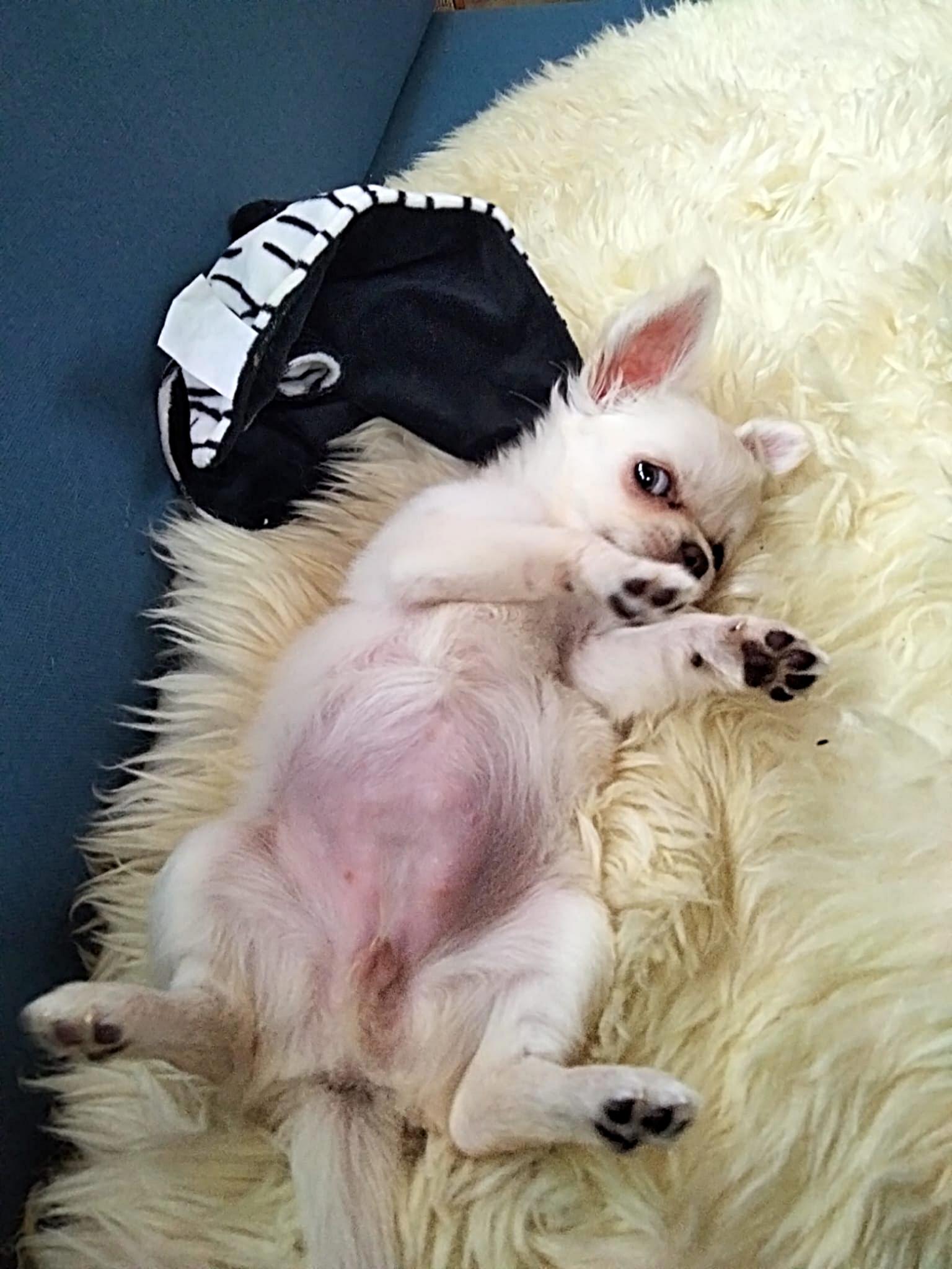 Poppy chihuahua