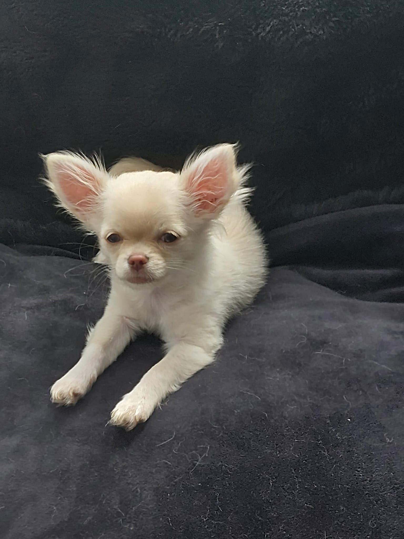 Nala Chihuahua