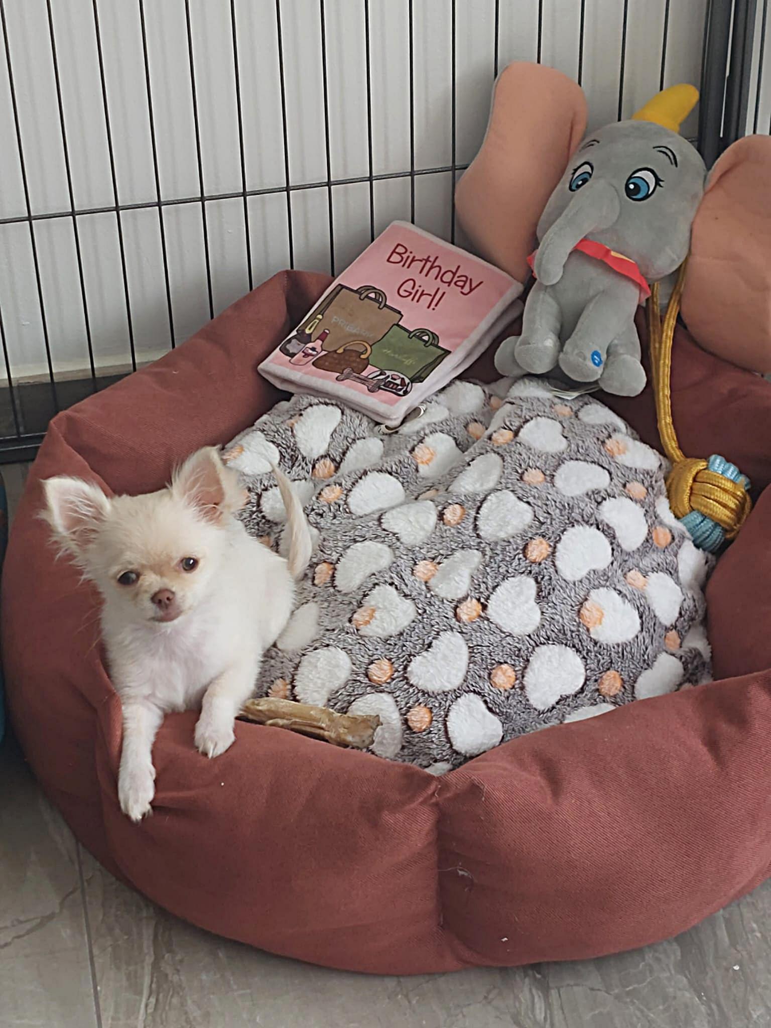Nala Chihuahua