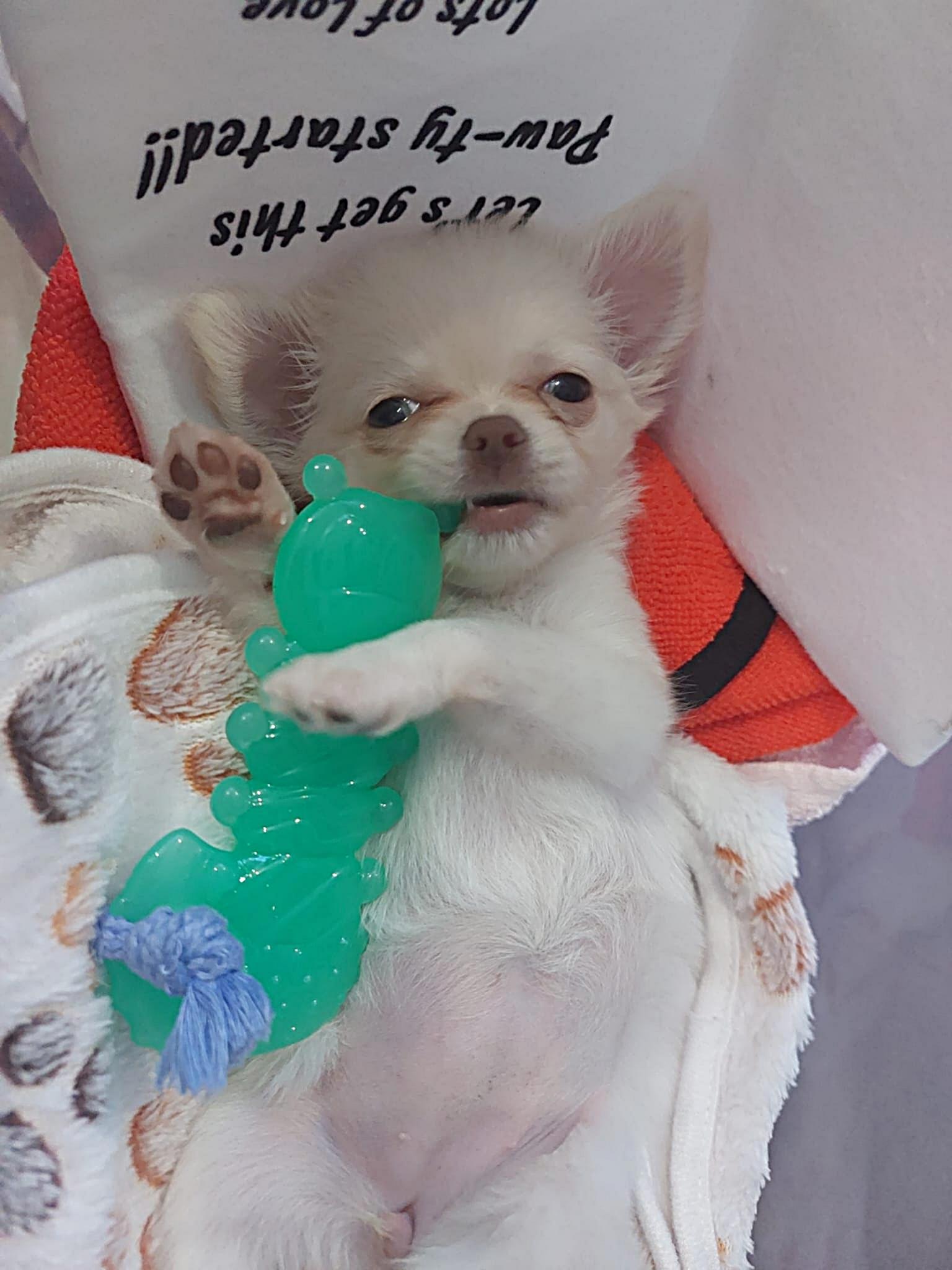 Nala Chihuahua