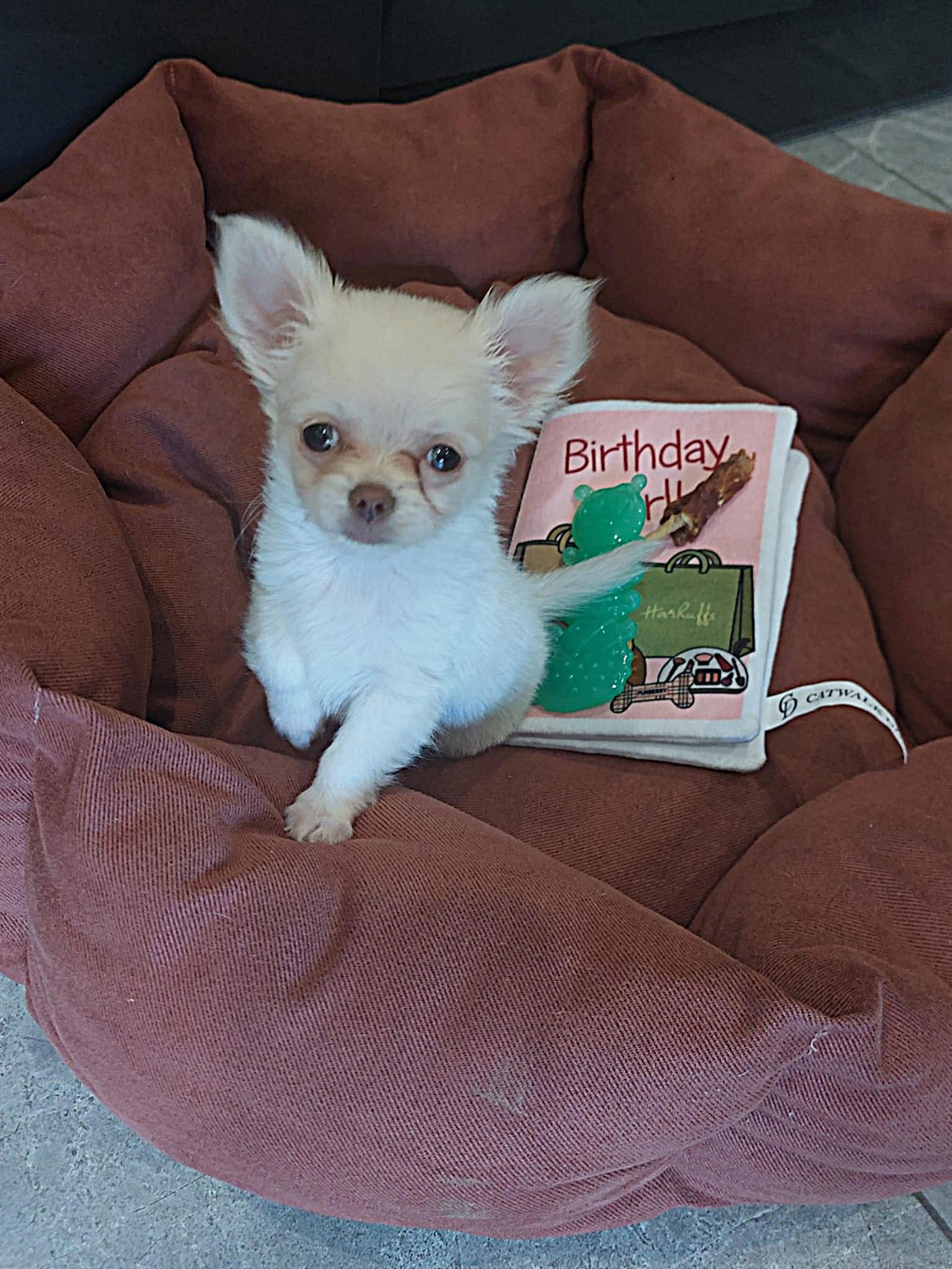 Nala Chihuahua