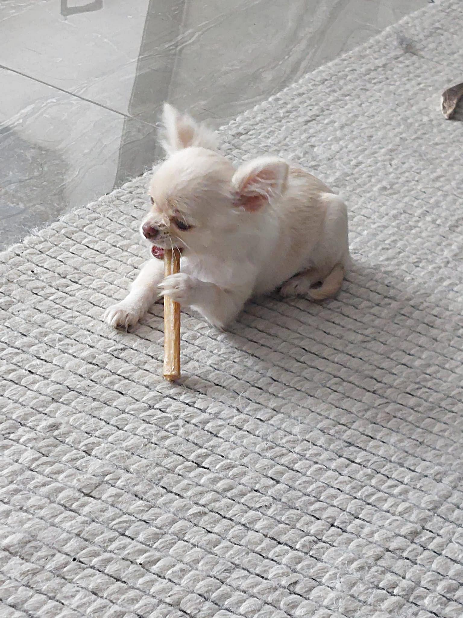 Nala Chihuahua
