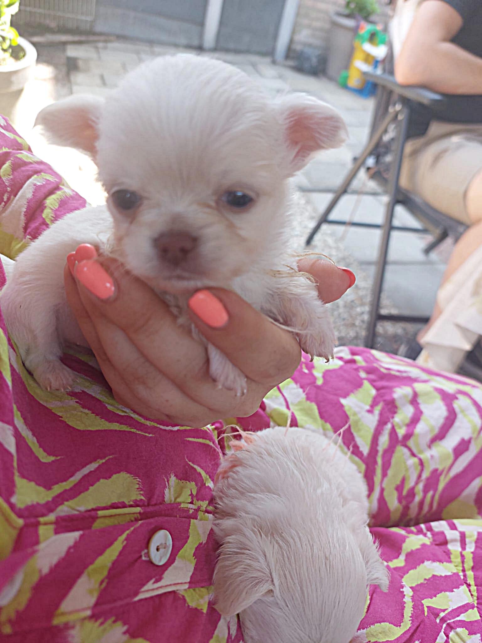 Nala Chihuahua