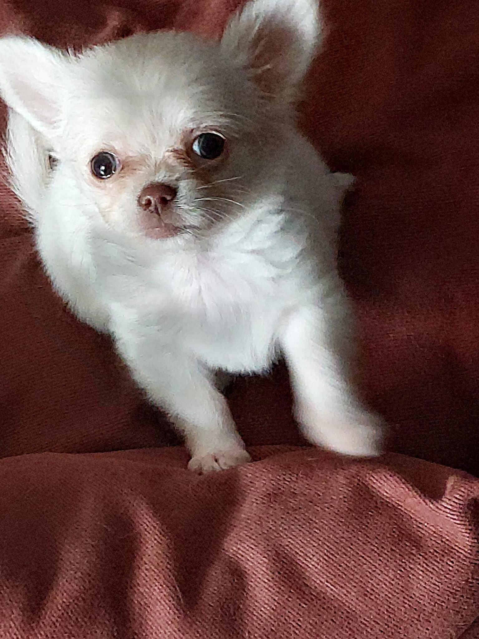 Nala Chihuahua