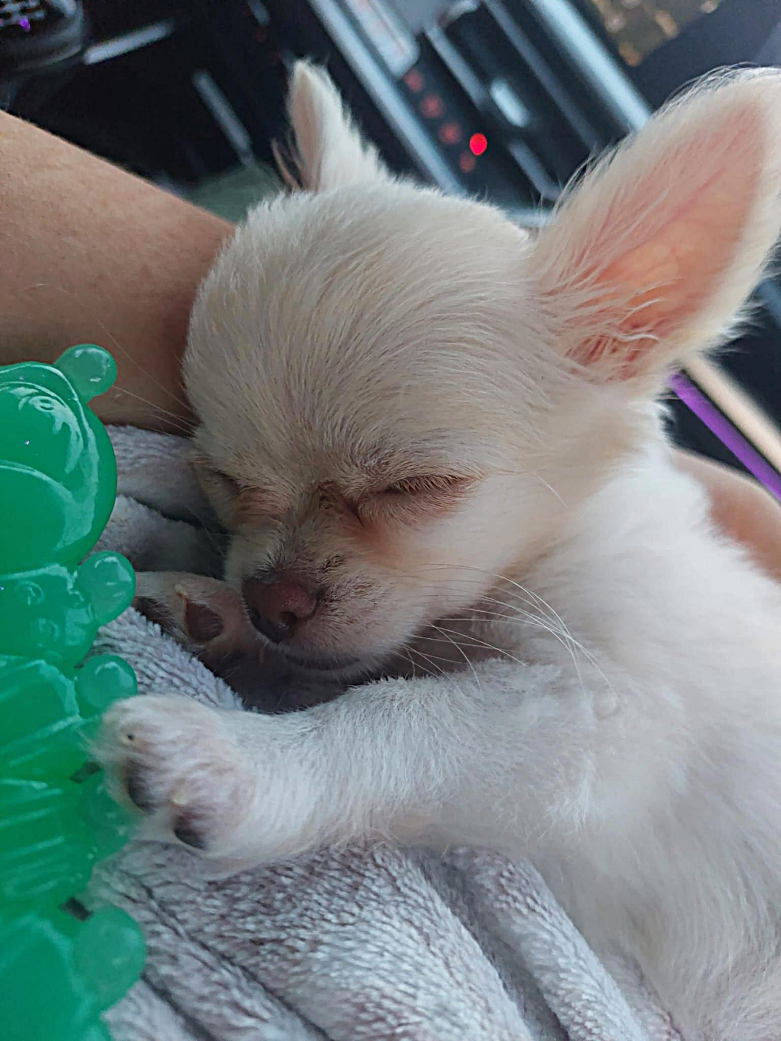 Nala Chihuahua