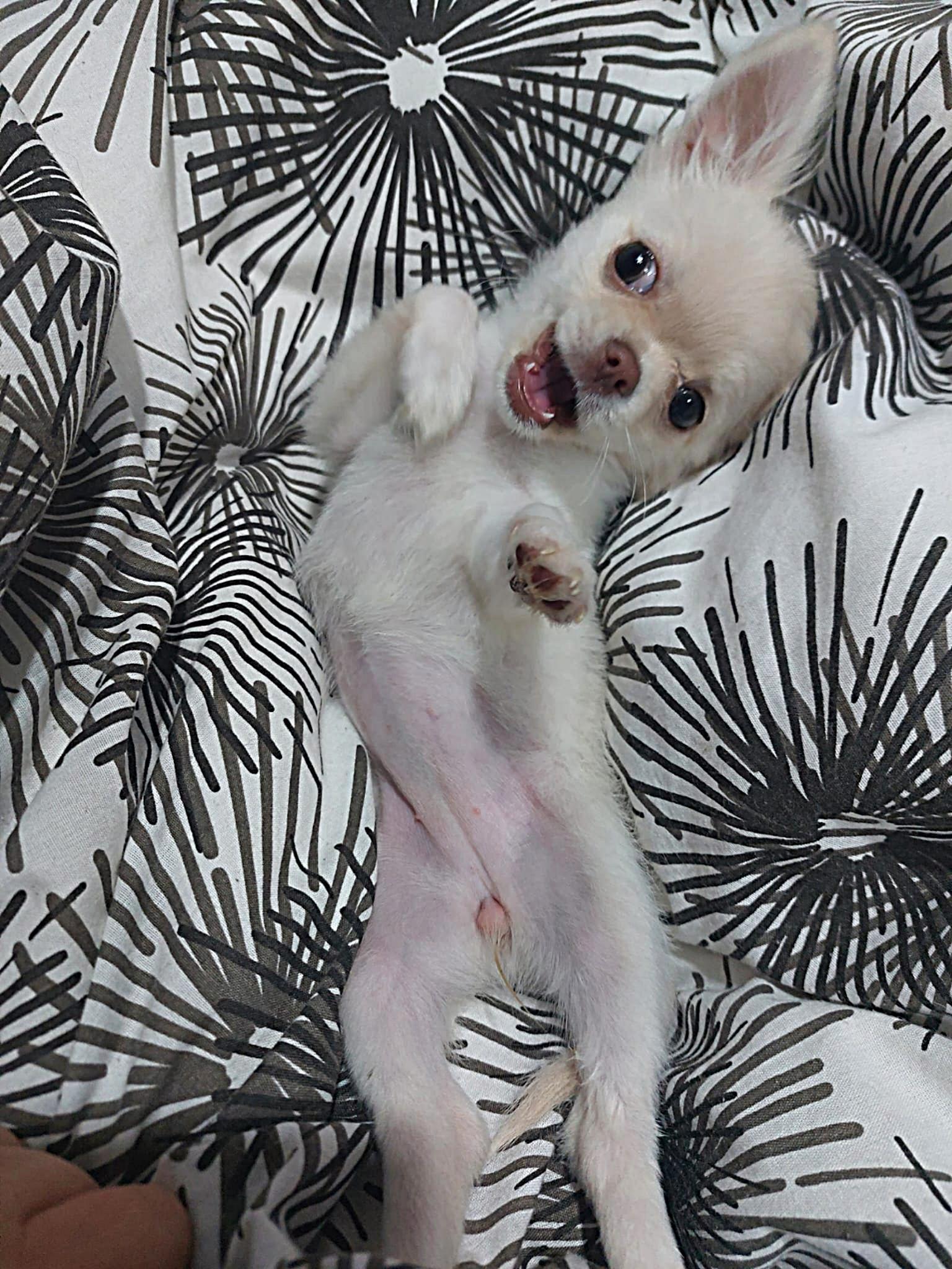 Nala Chihuahua