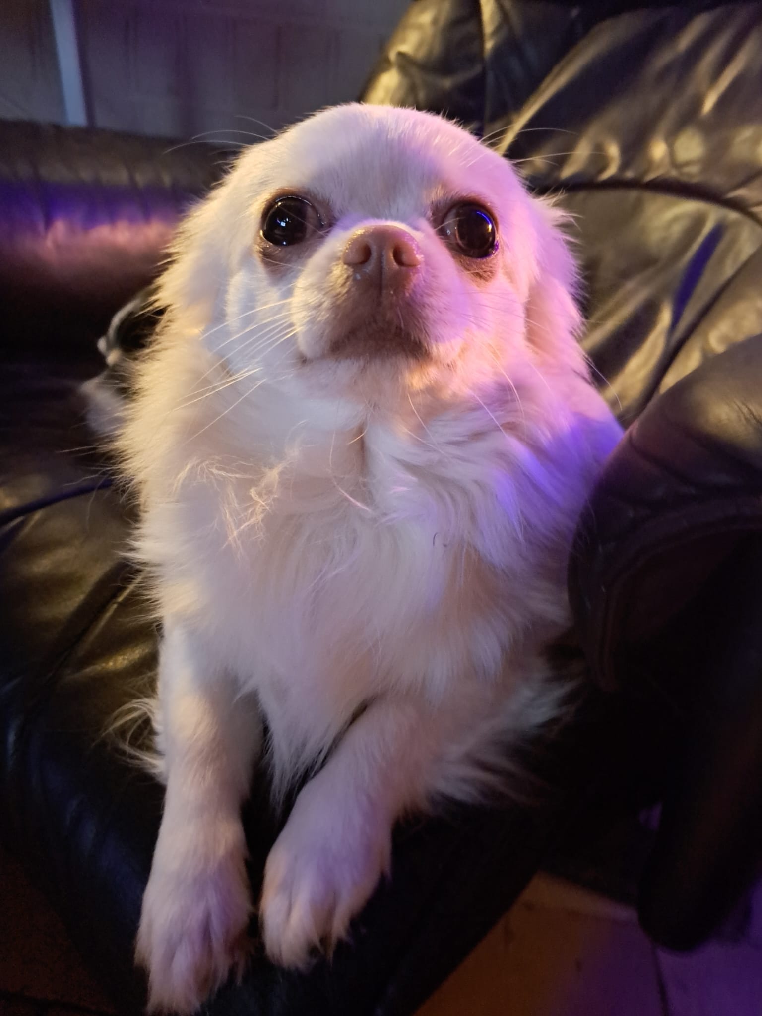 Chihuahua Gijsje Chihuahua Gijsje