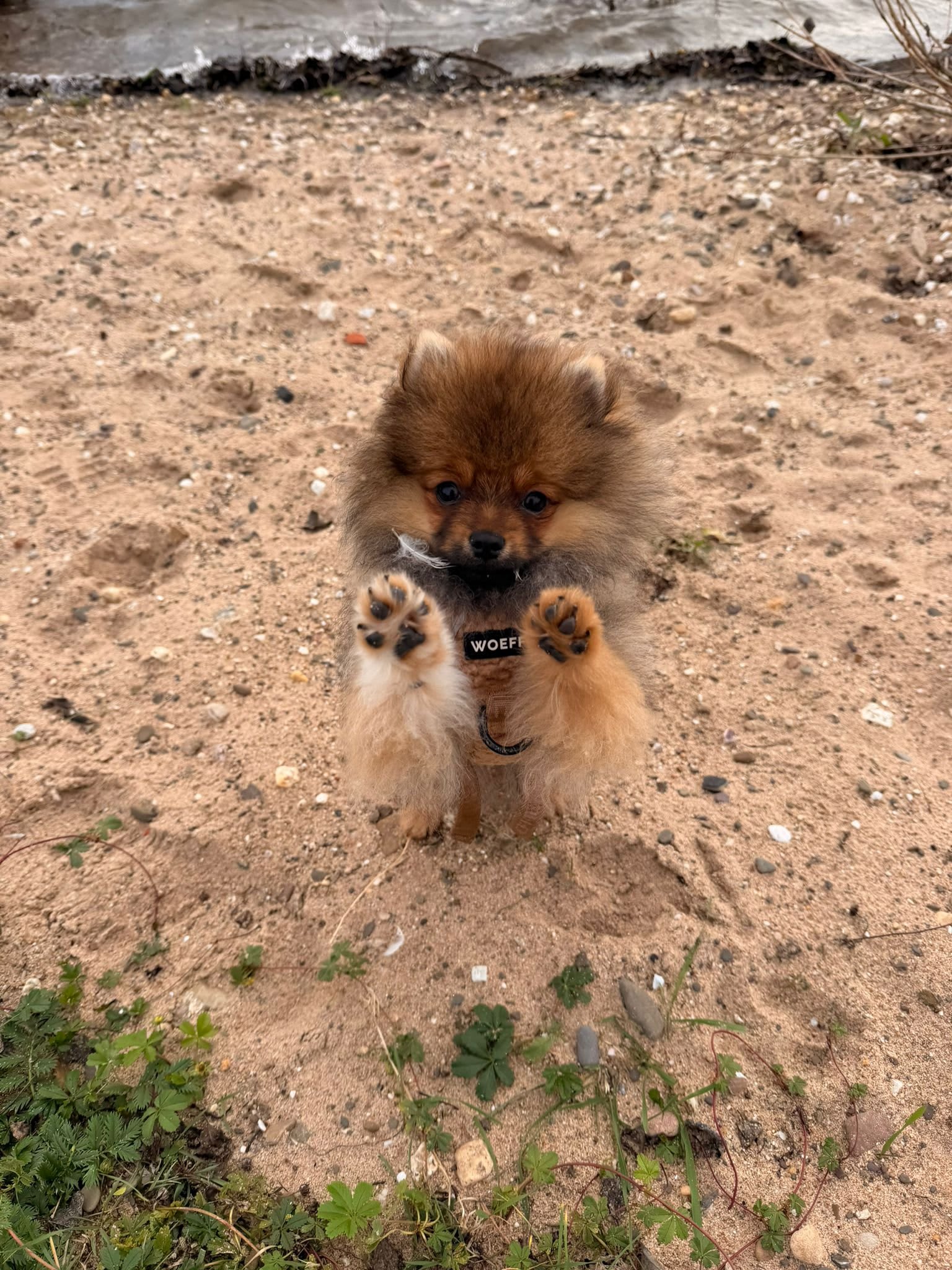Pomeranian Lou ( Arnie )