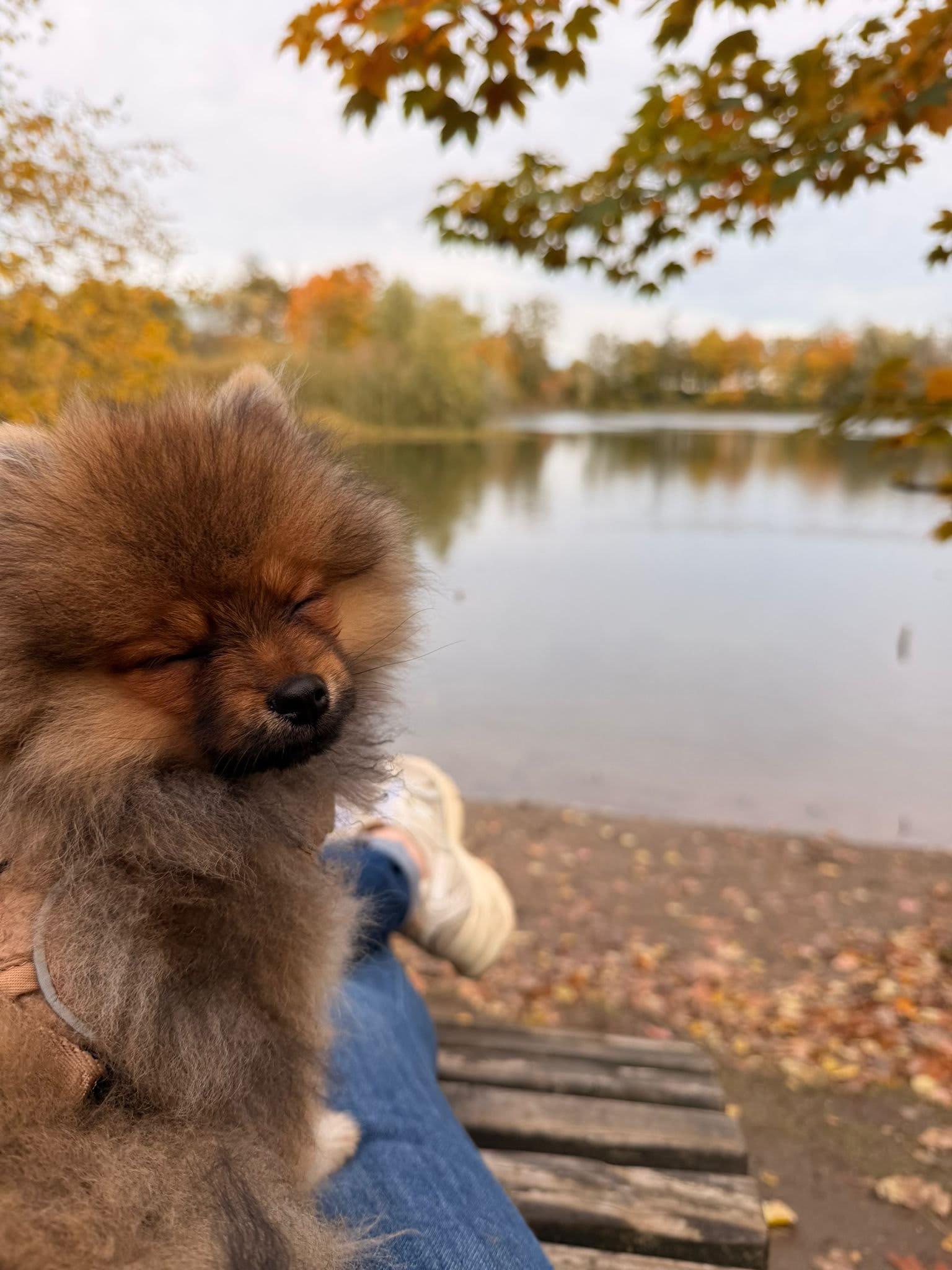 Pomeranian Lou ( Arnie )