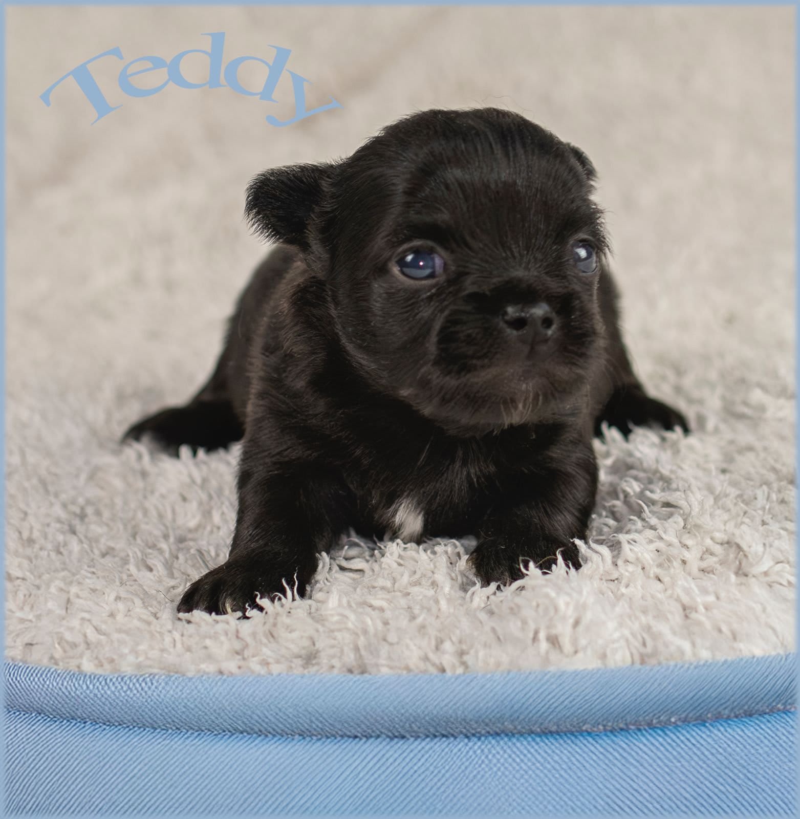 Teddy Chichuahua
