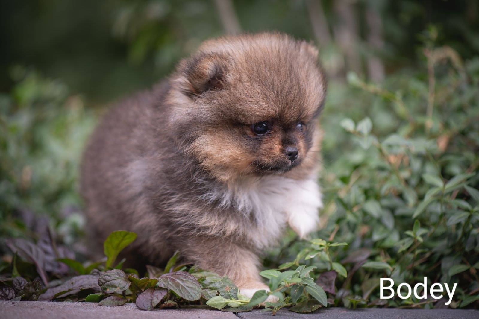 Pomeranian Bodey