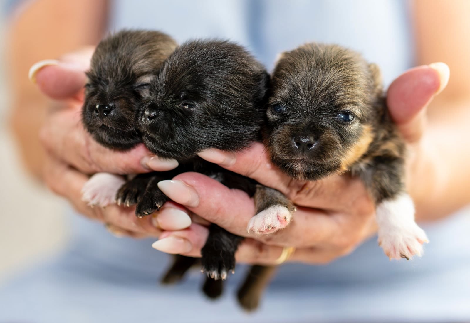 Pomeranian Abby, Bodey, Amie
