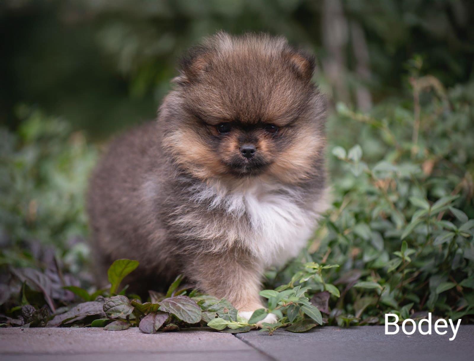 Pomeranian Bodey