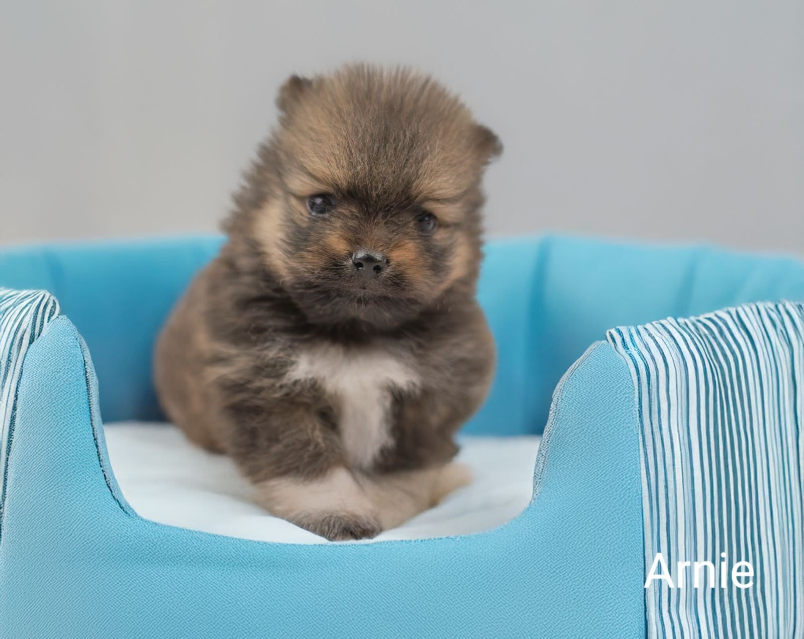 Pomeranian Arnie