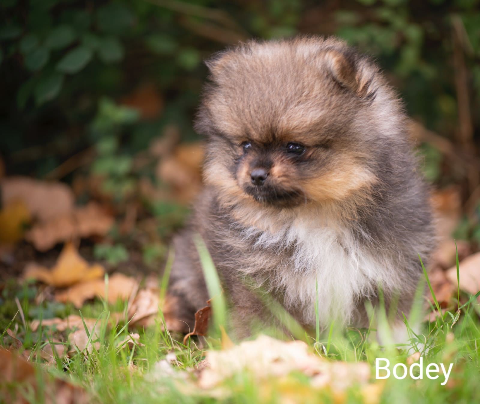Pomeranian Bodey