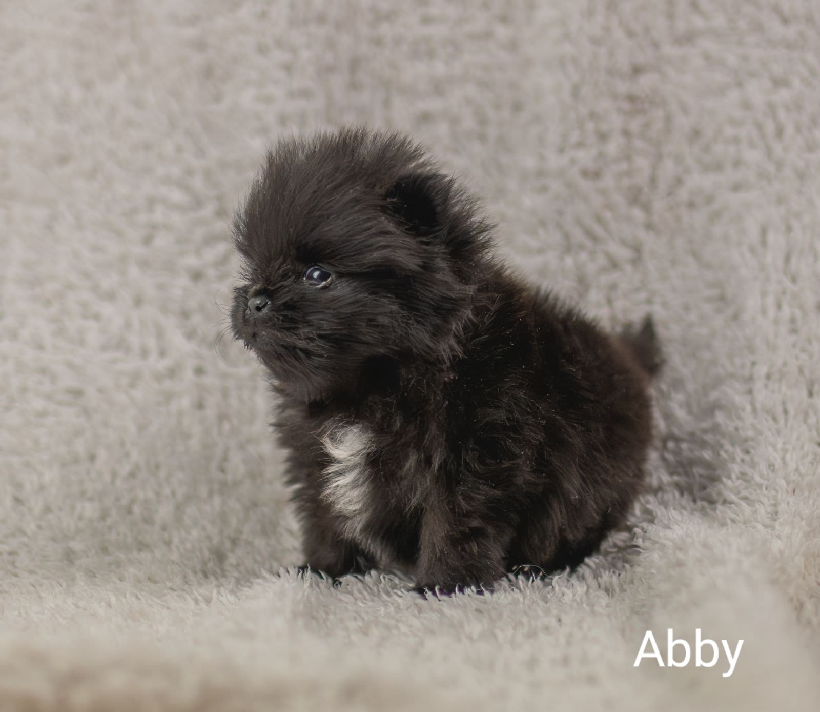 Pomeranian Abby