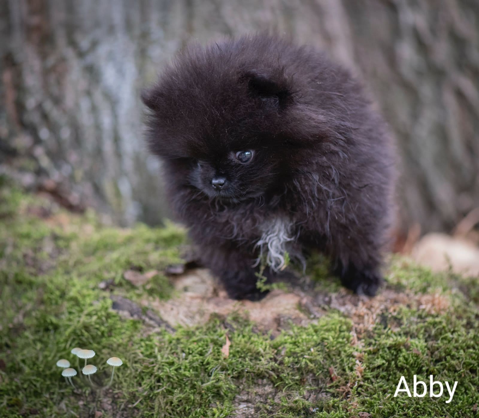 Pomeranian Abby