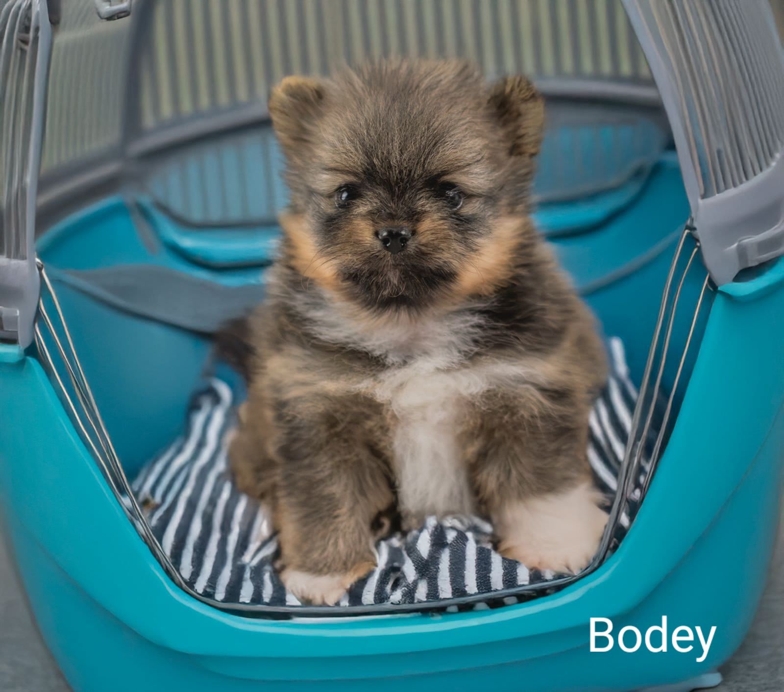 Pomeranian Bodey