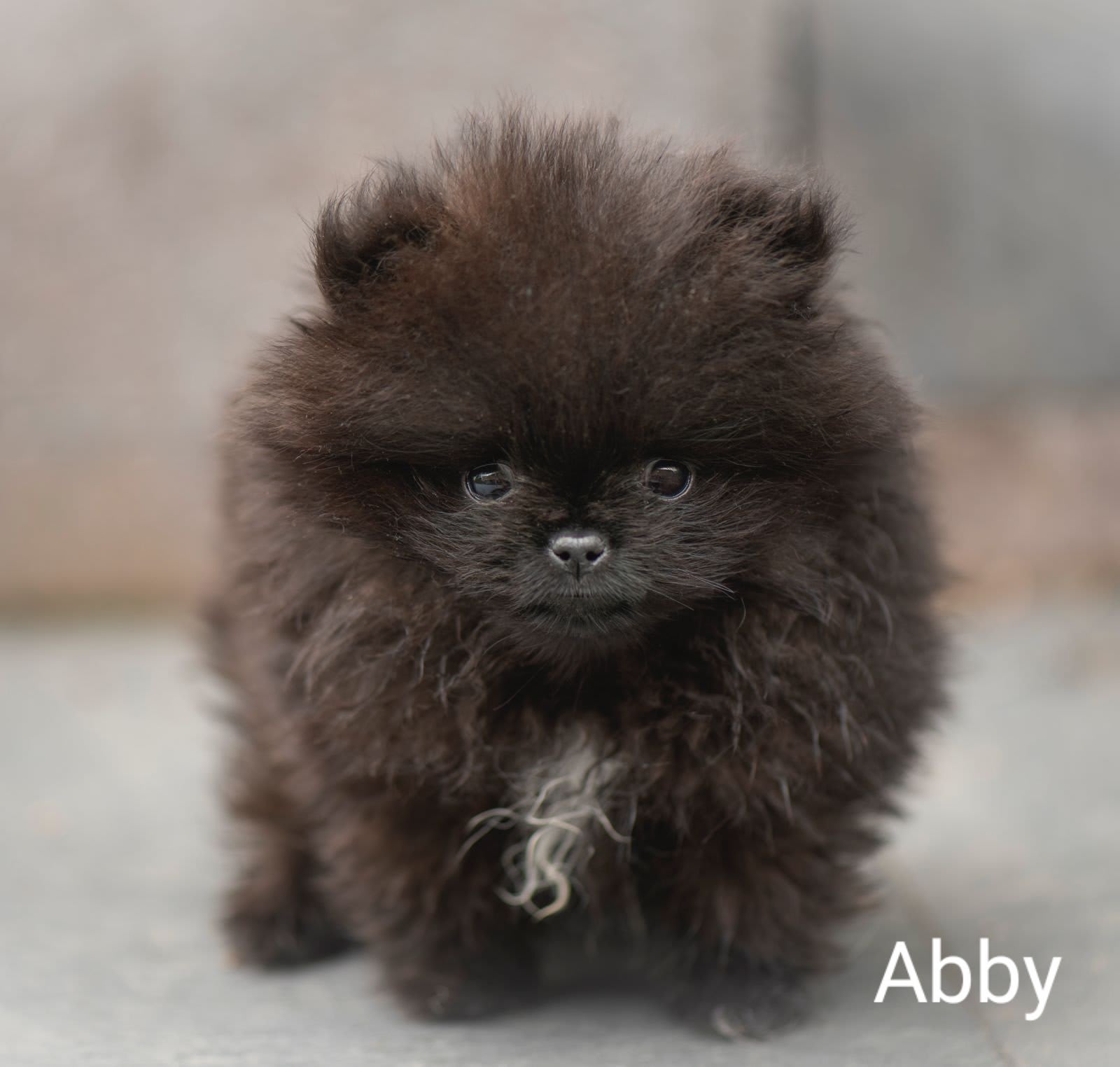 Pomeranian Abby