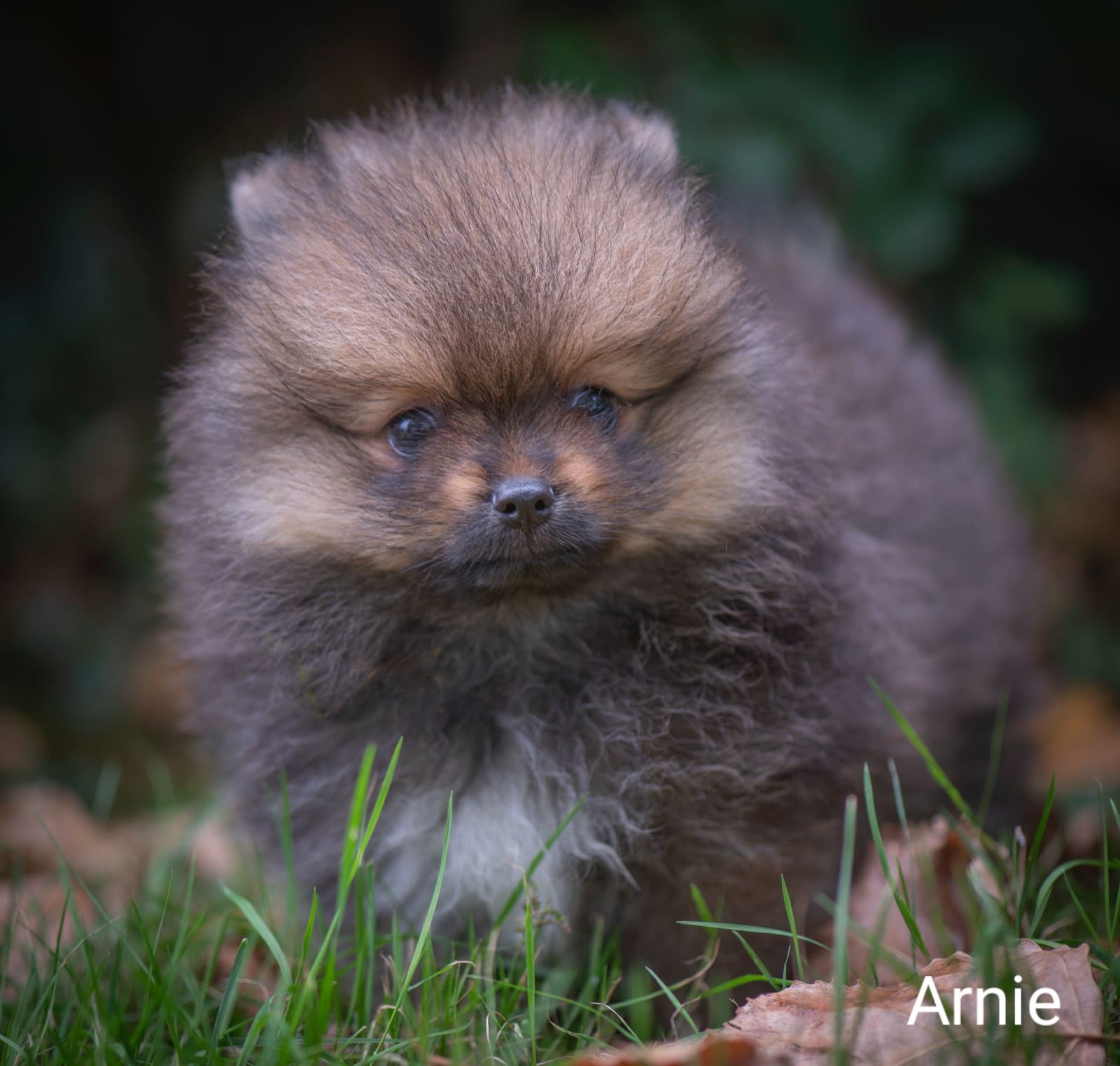 Pomeranian Arnie