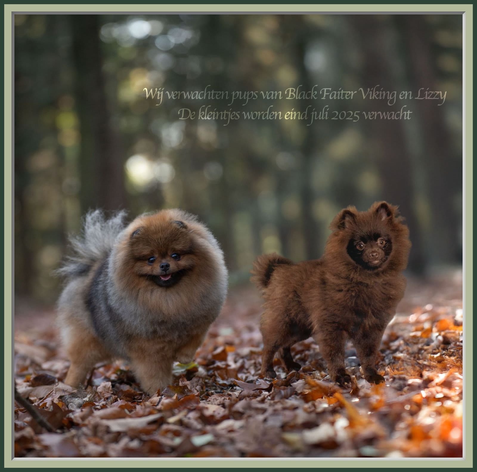 Nest Bjorn en Lissy Pomeranian Nest Bjorn en Lissy Pomeranian