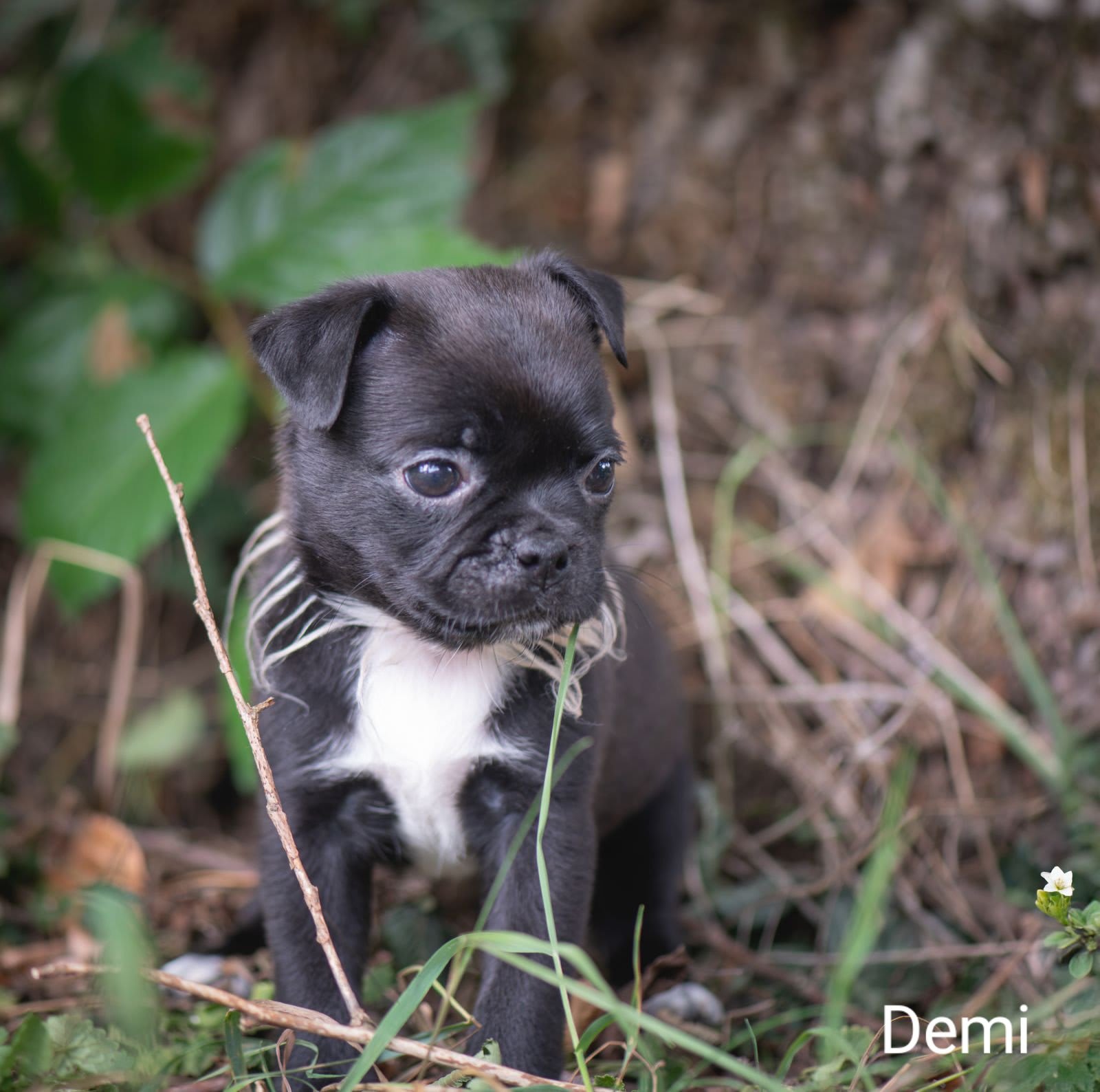 Retromops Demi