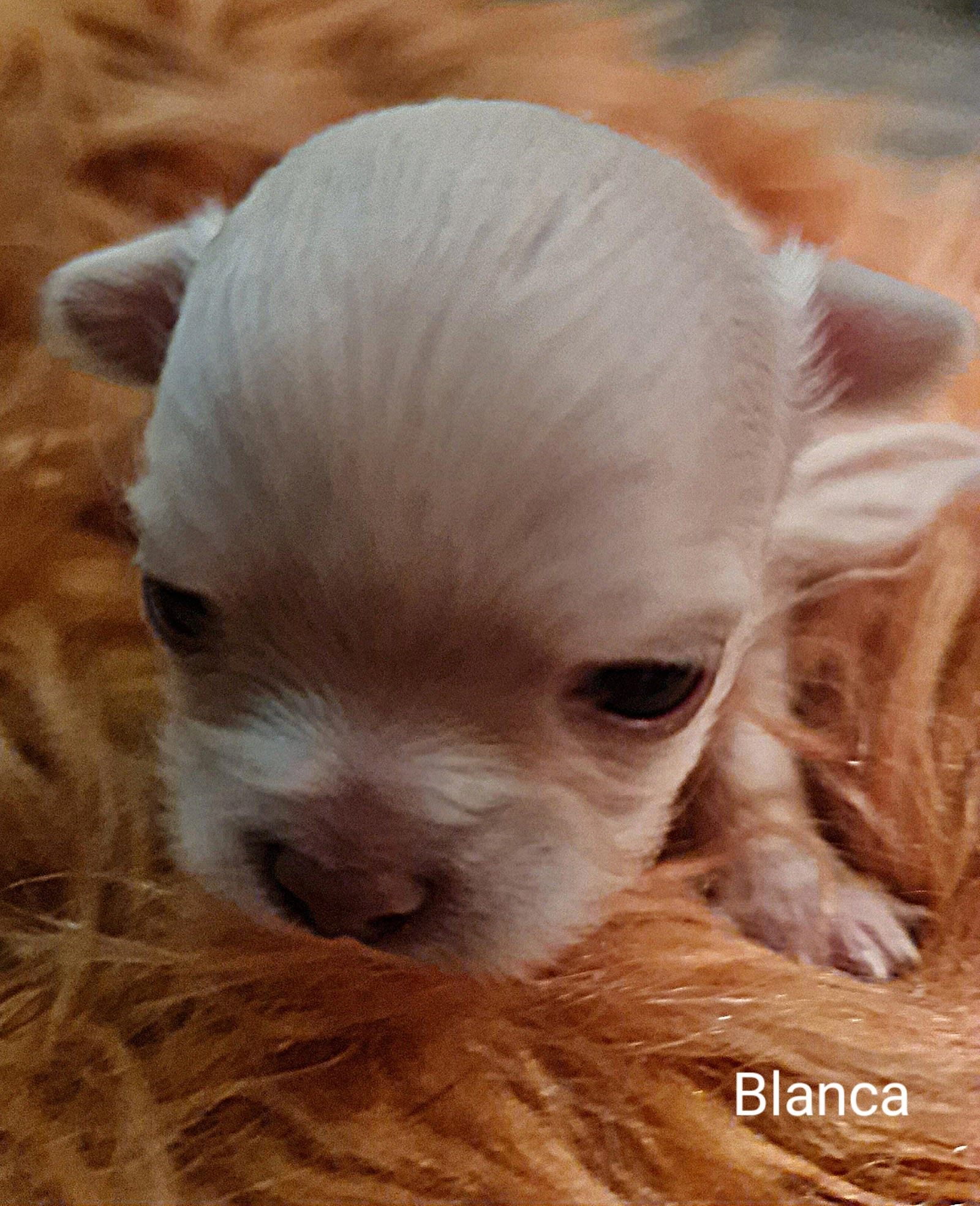 Chihuahua-Blanca