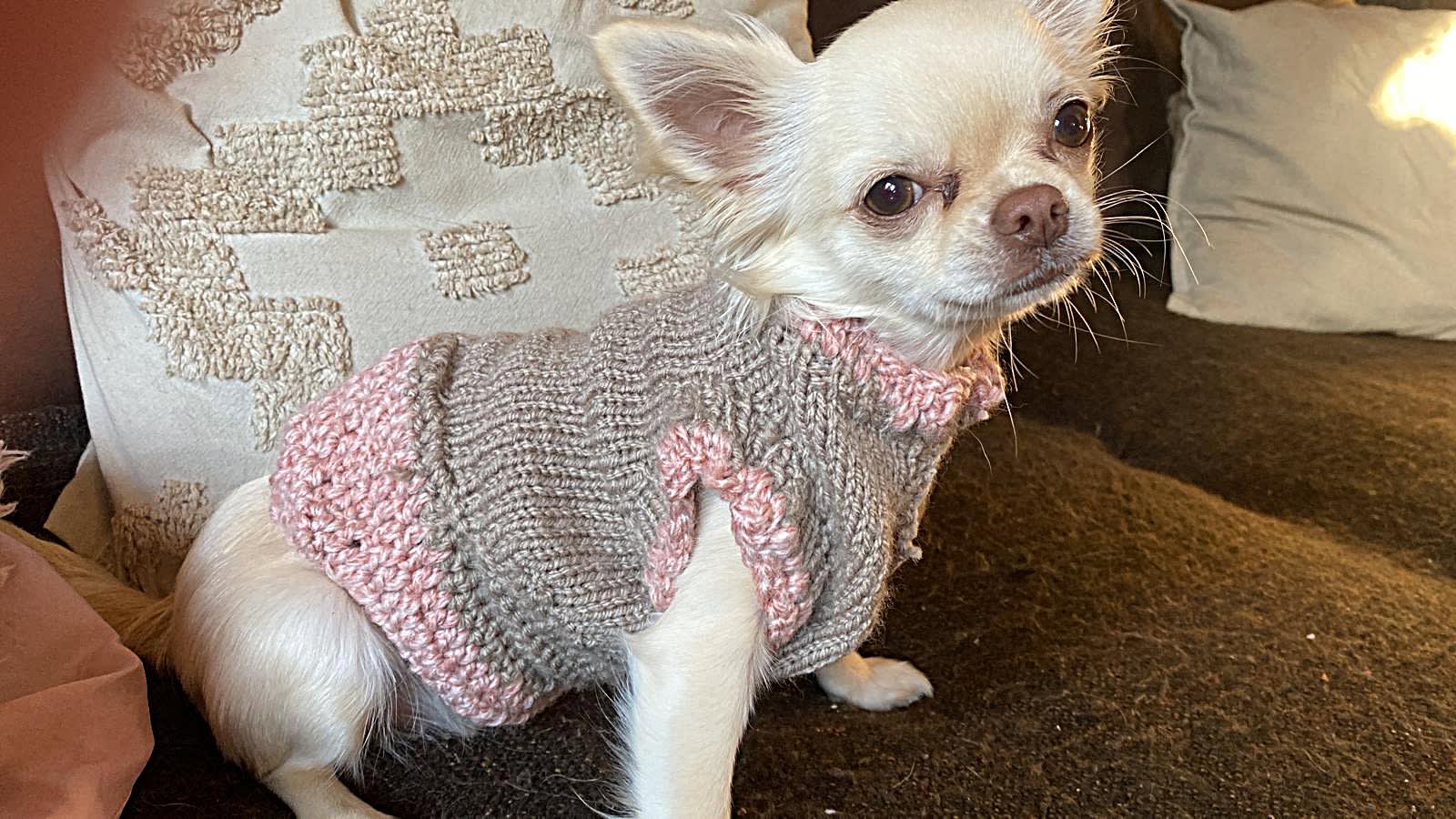 Lilly - Blanca chihuahua