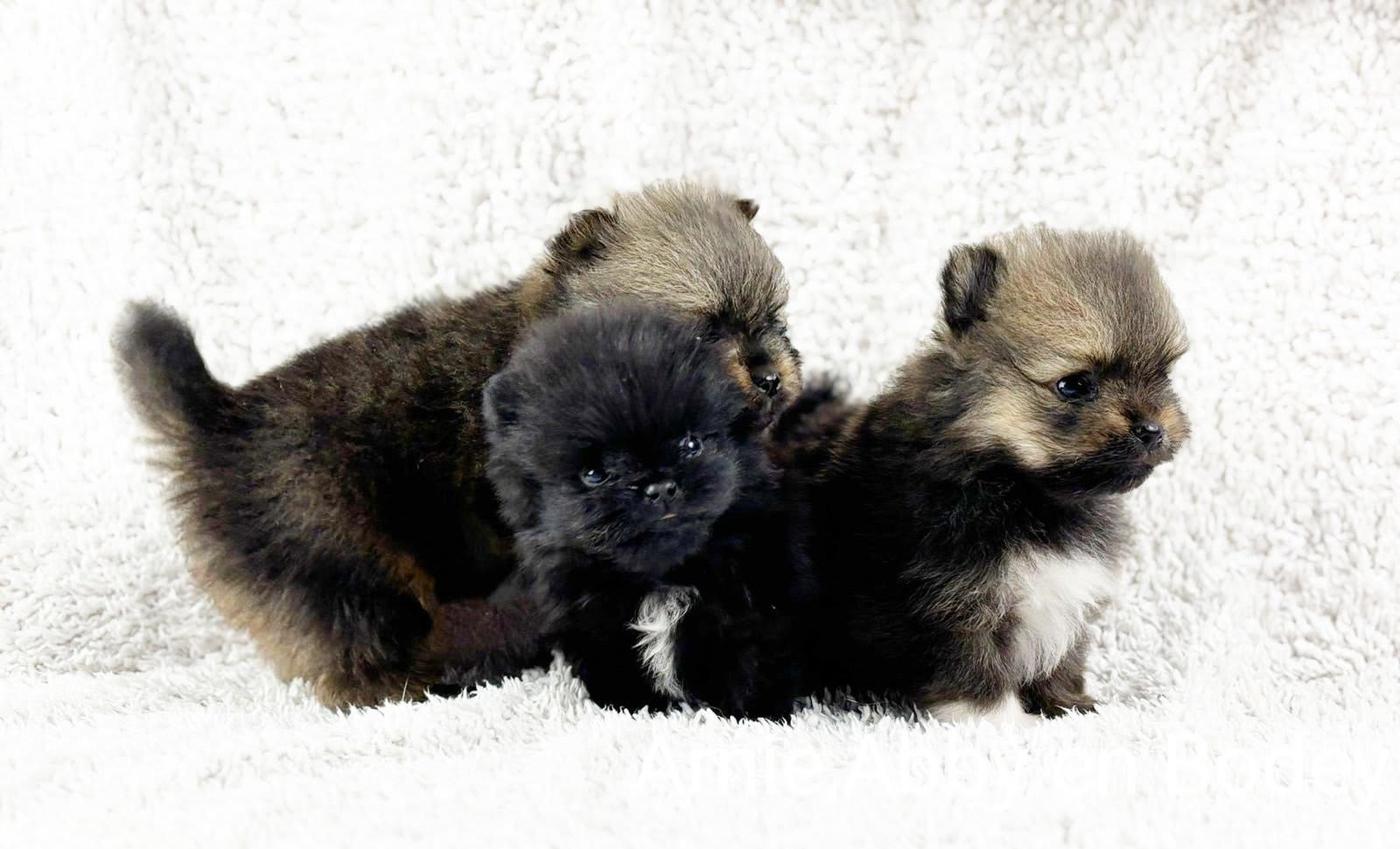 Pomeranian Abby, Bodey, Arnie