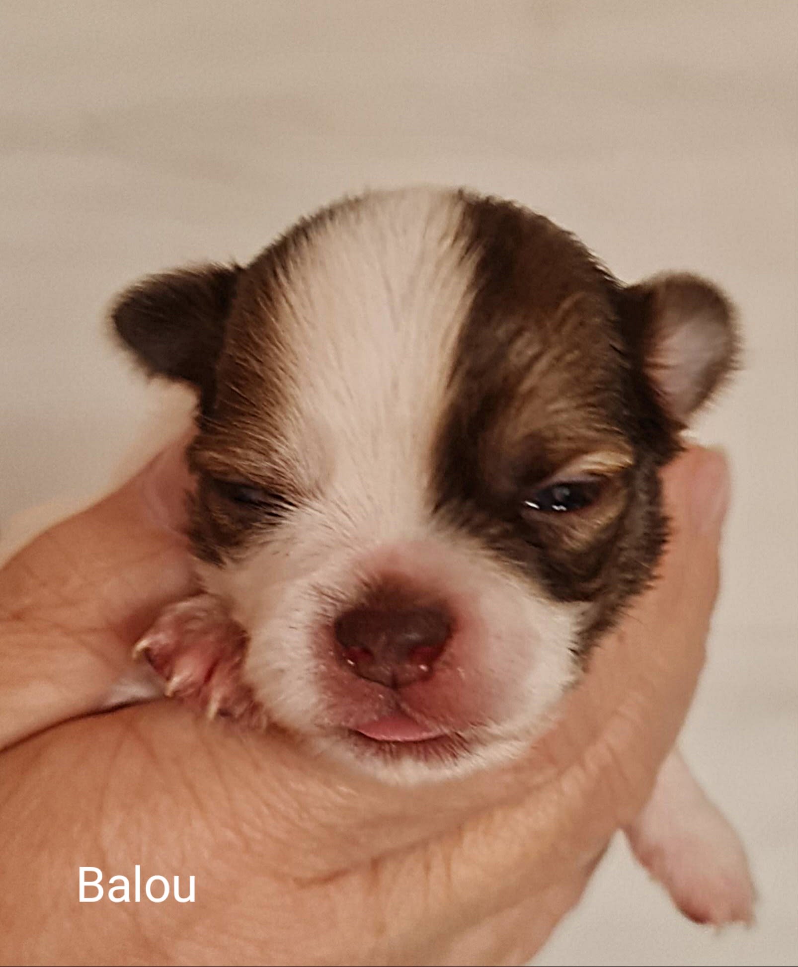 Balou Chihuahua