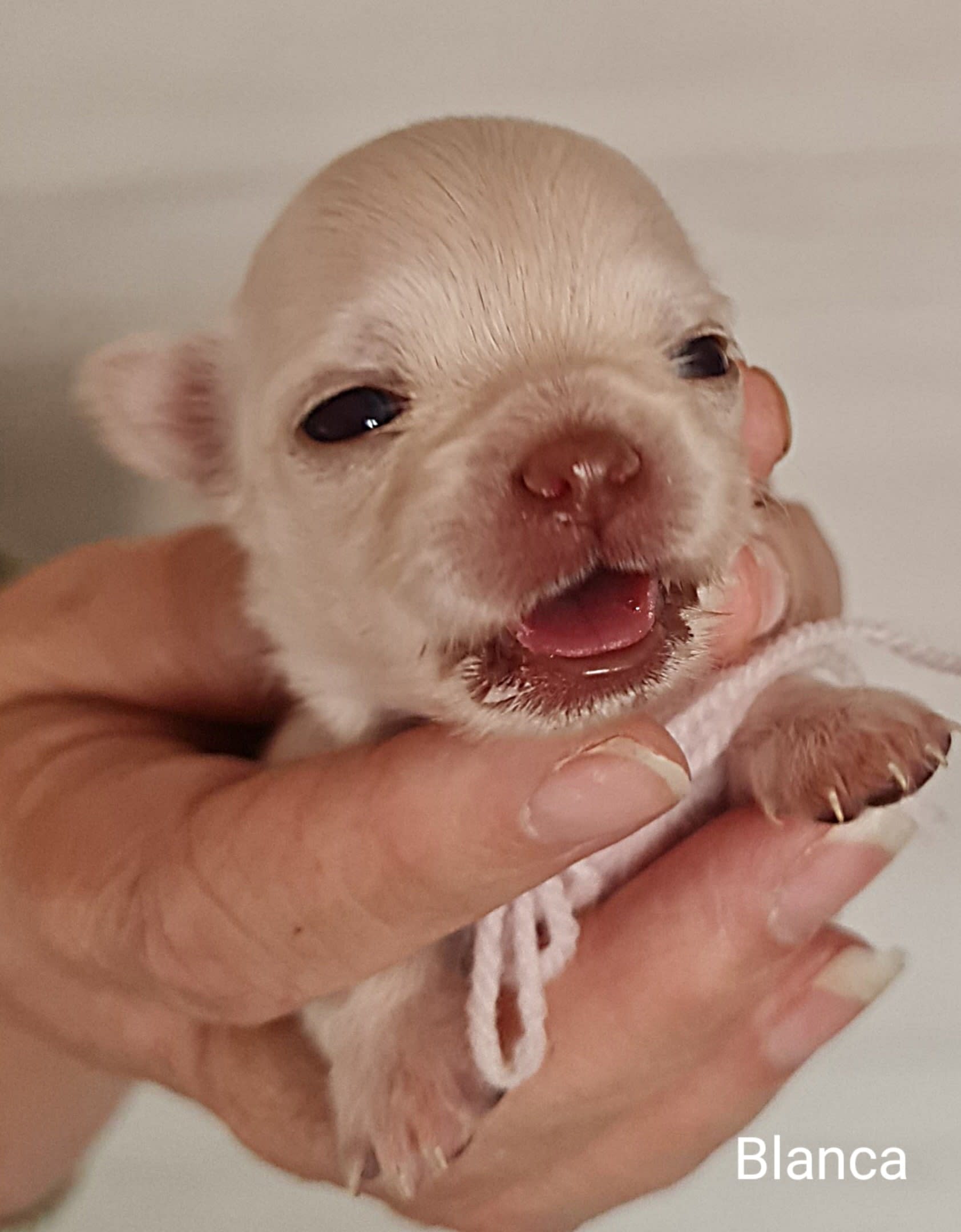 Chihuahua Blanca