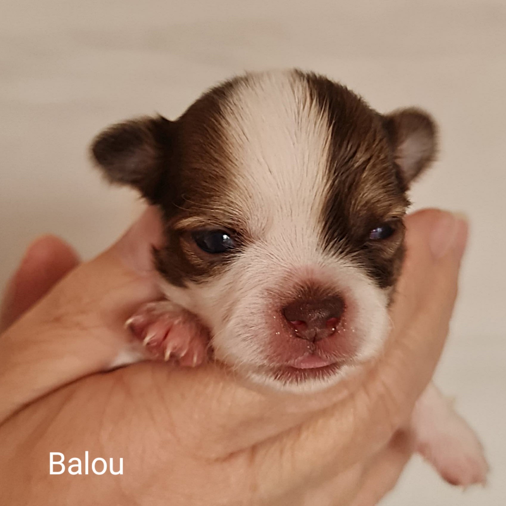 Balou Chihuahua