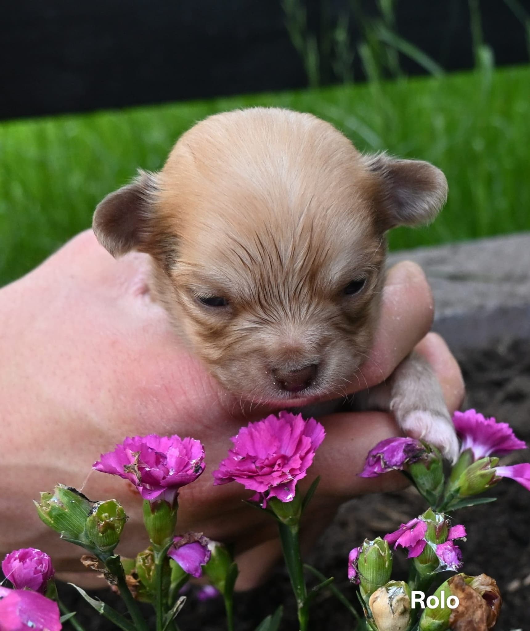 Chihuahua Rolo
