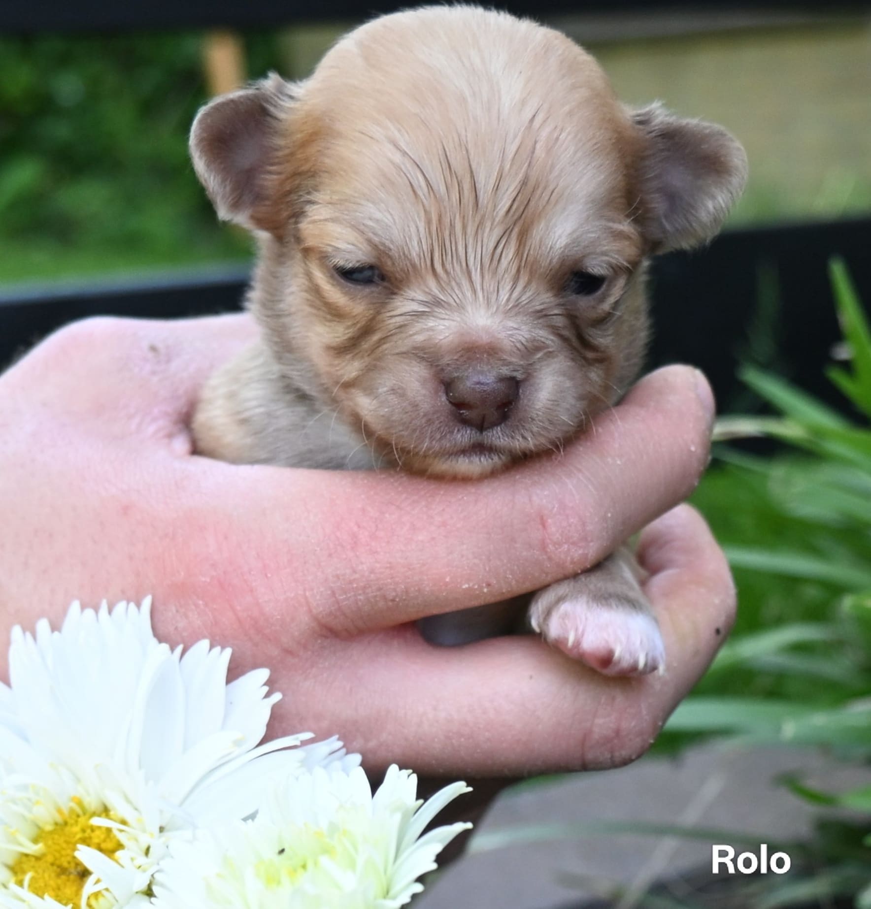 Chihuahua Rolo
