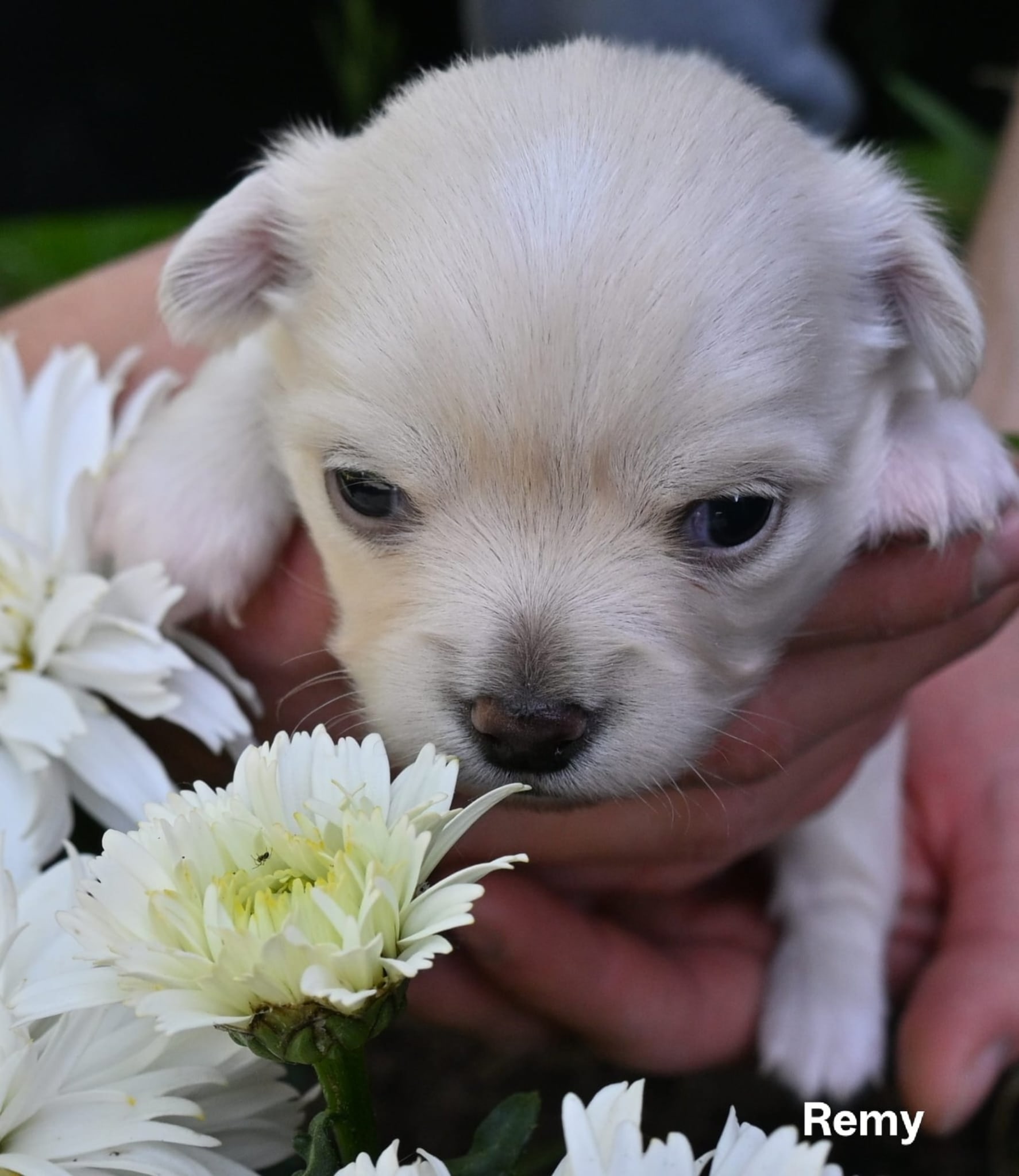 Chihuahua Remy