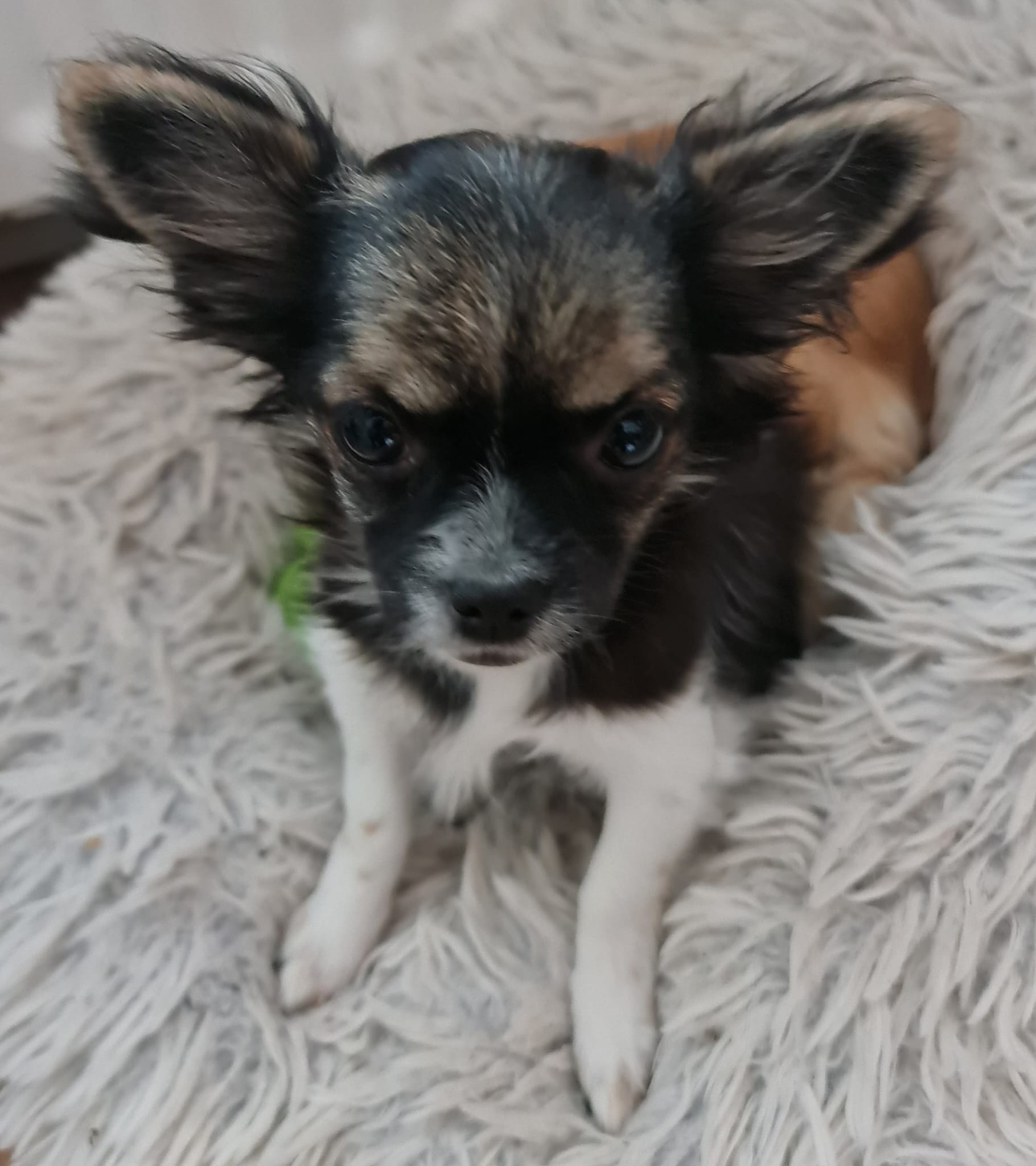 Chihuahua Rosa Chihuahua Rosa