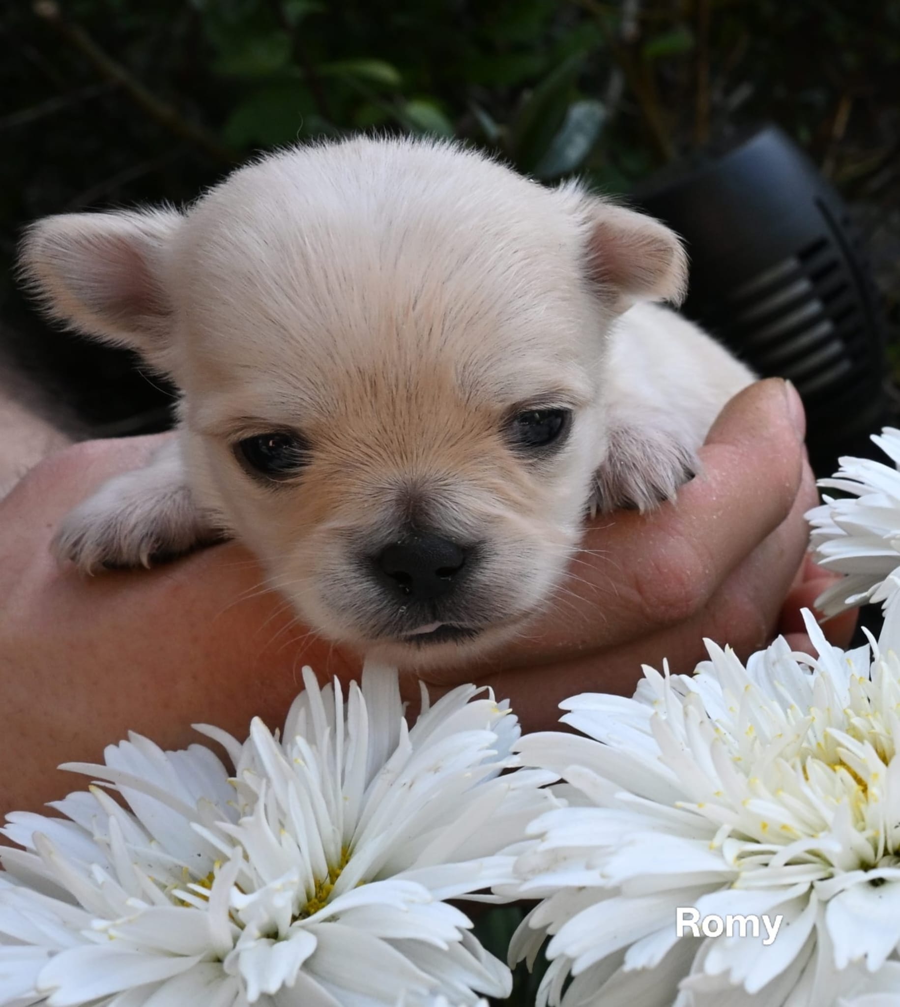 Chihuahua Romy
