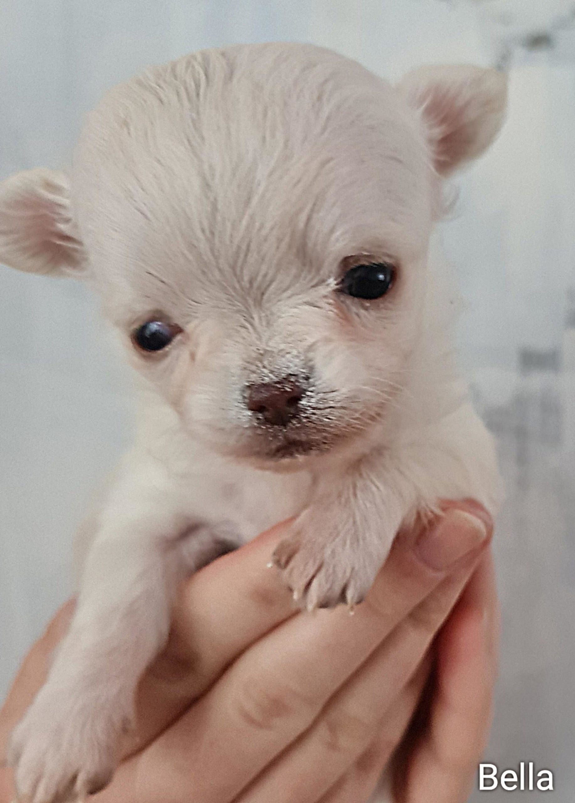 Chihuahua Bella