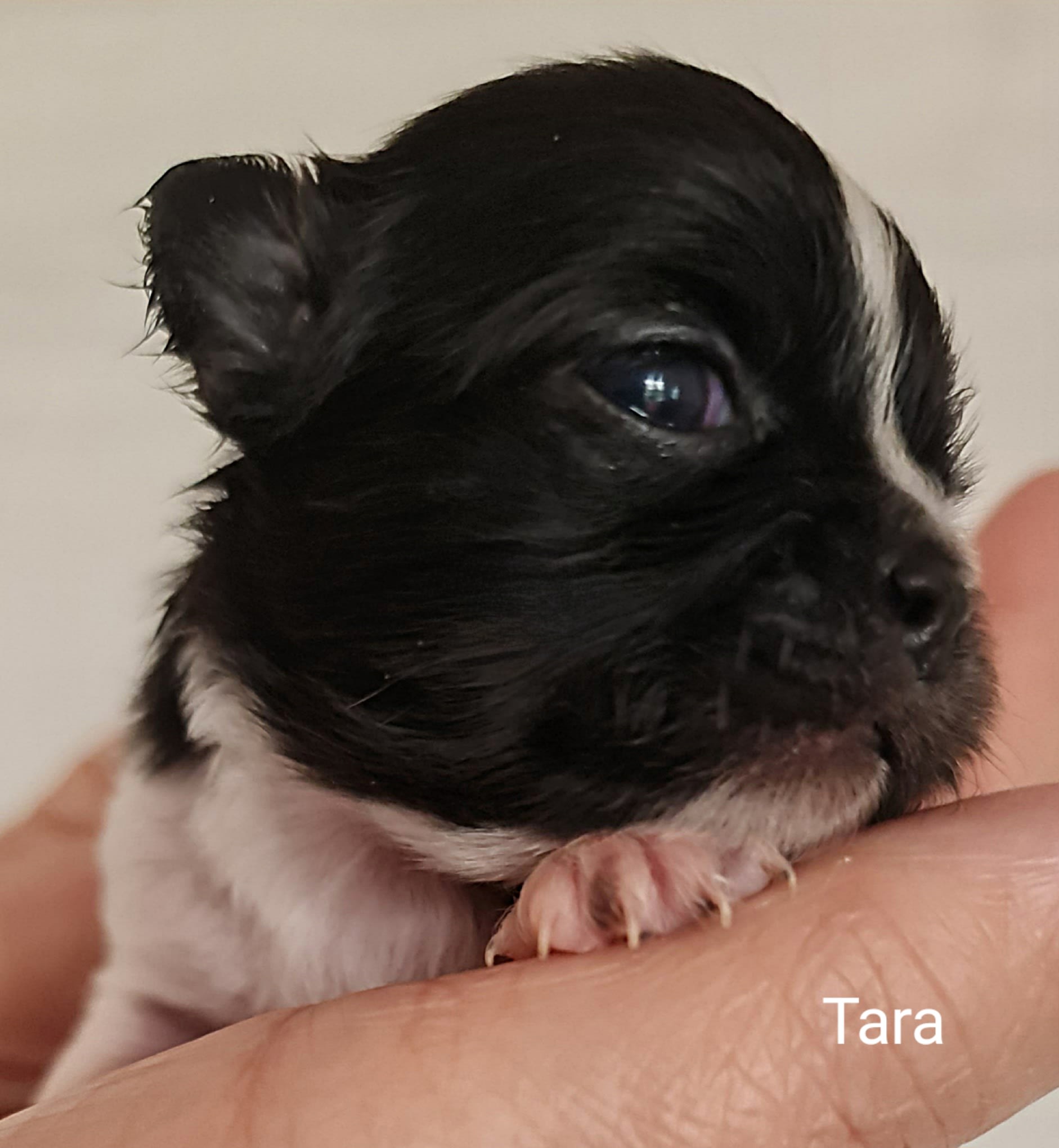 Tara Chihuahua