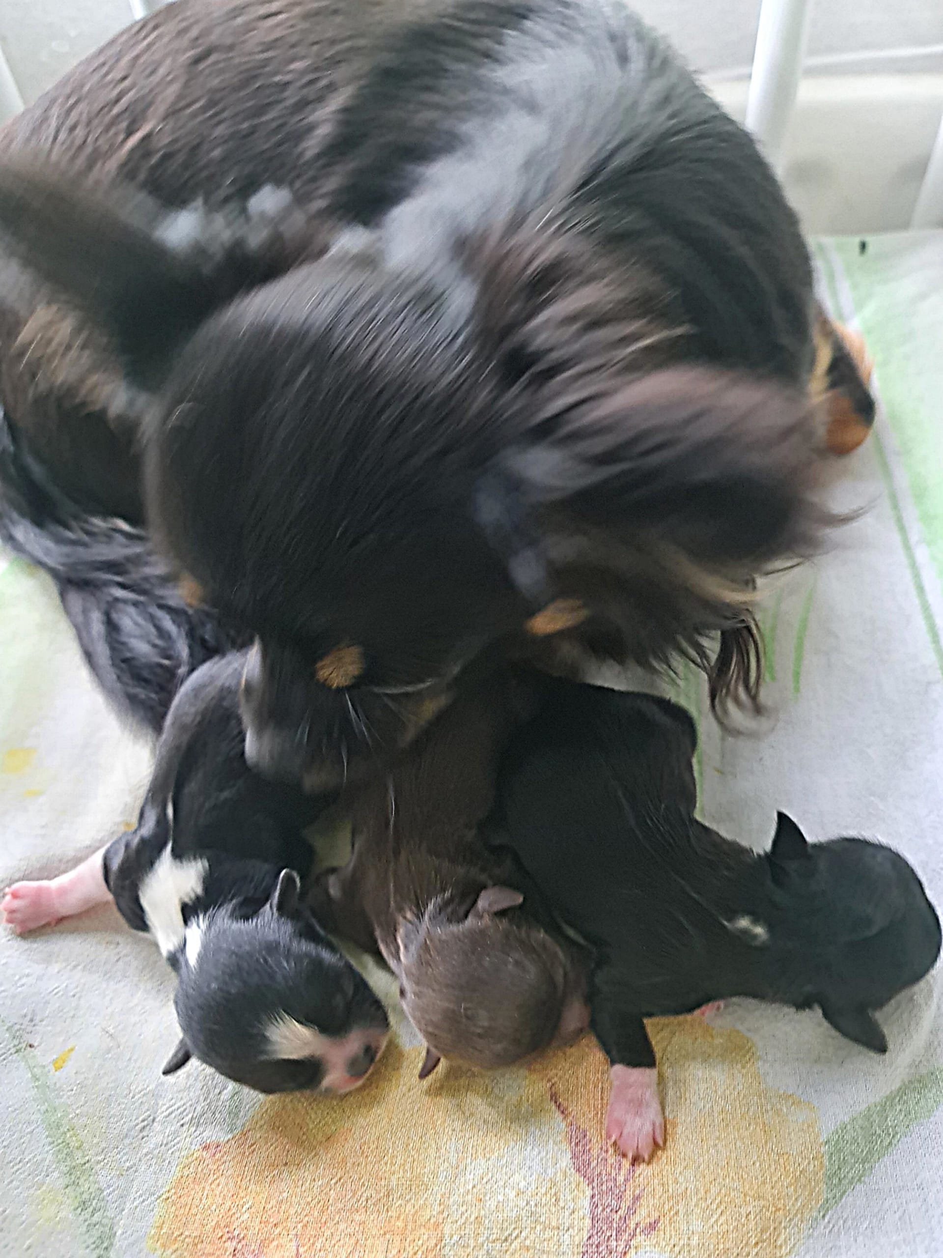 Chihuahua nest Nickey en Opa