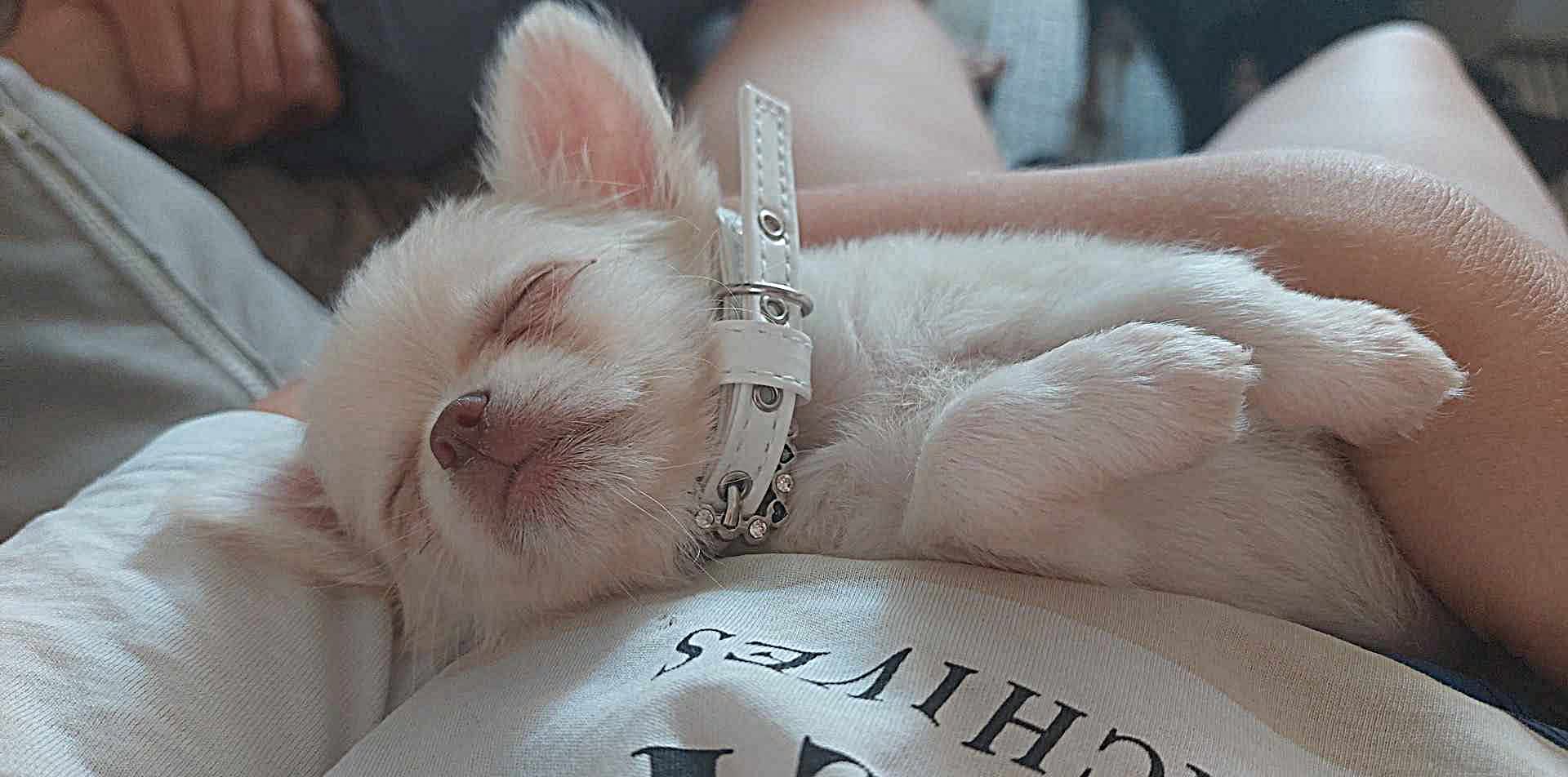 Nala Chihuahua
