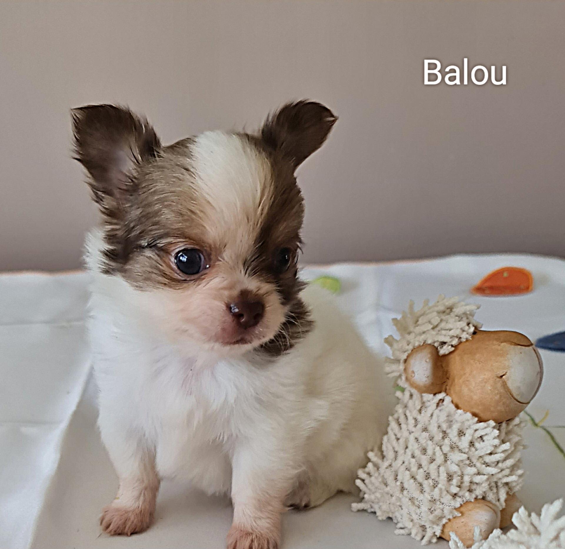 Chihuahua Balou