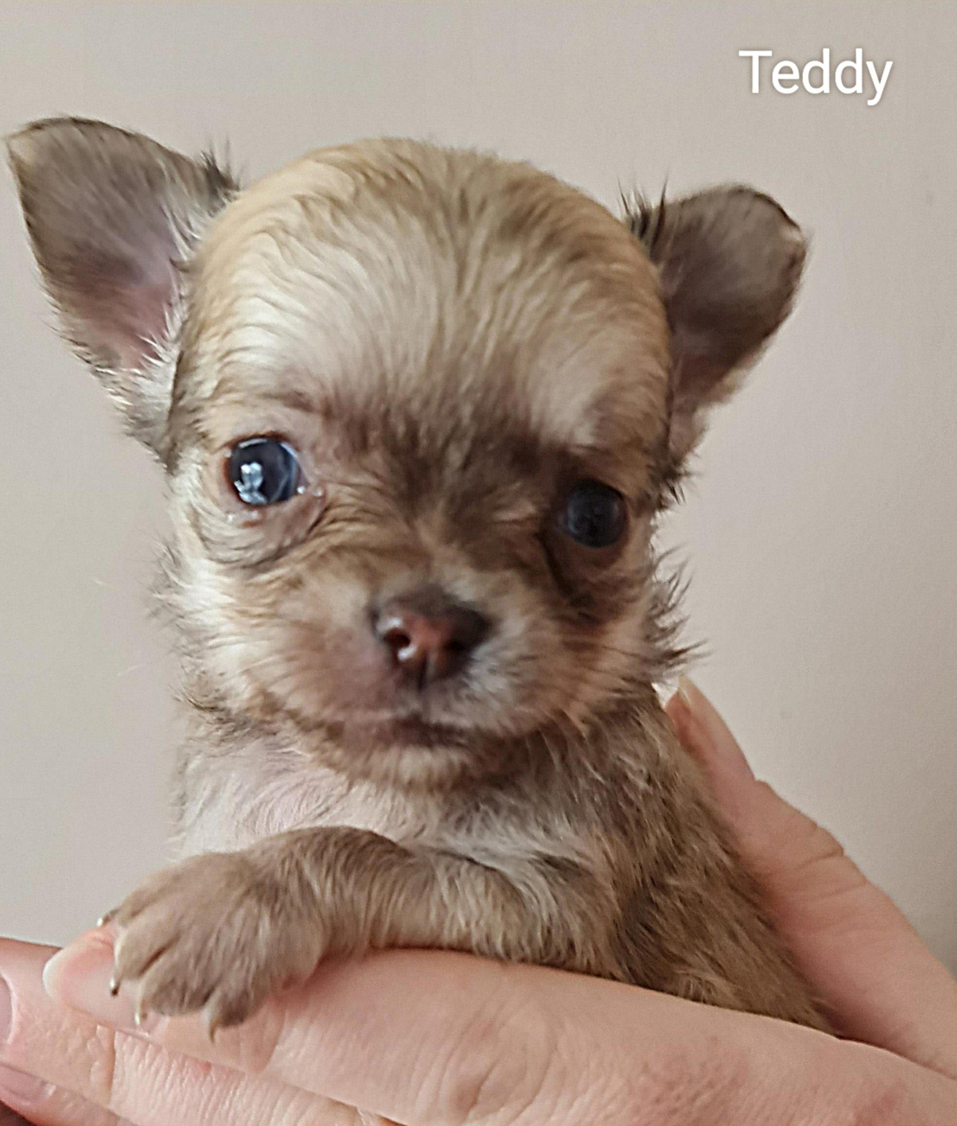 Chihuahua Teddy