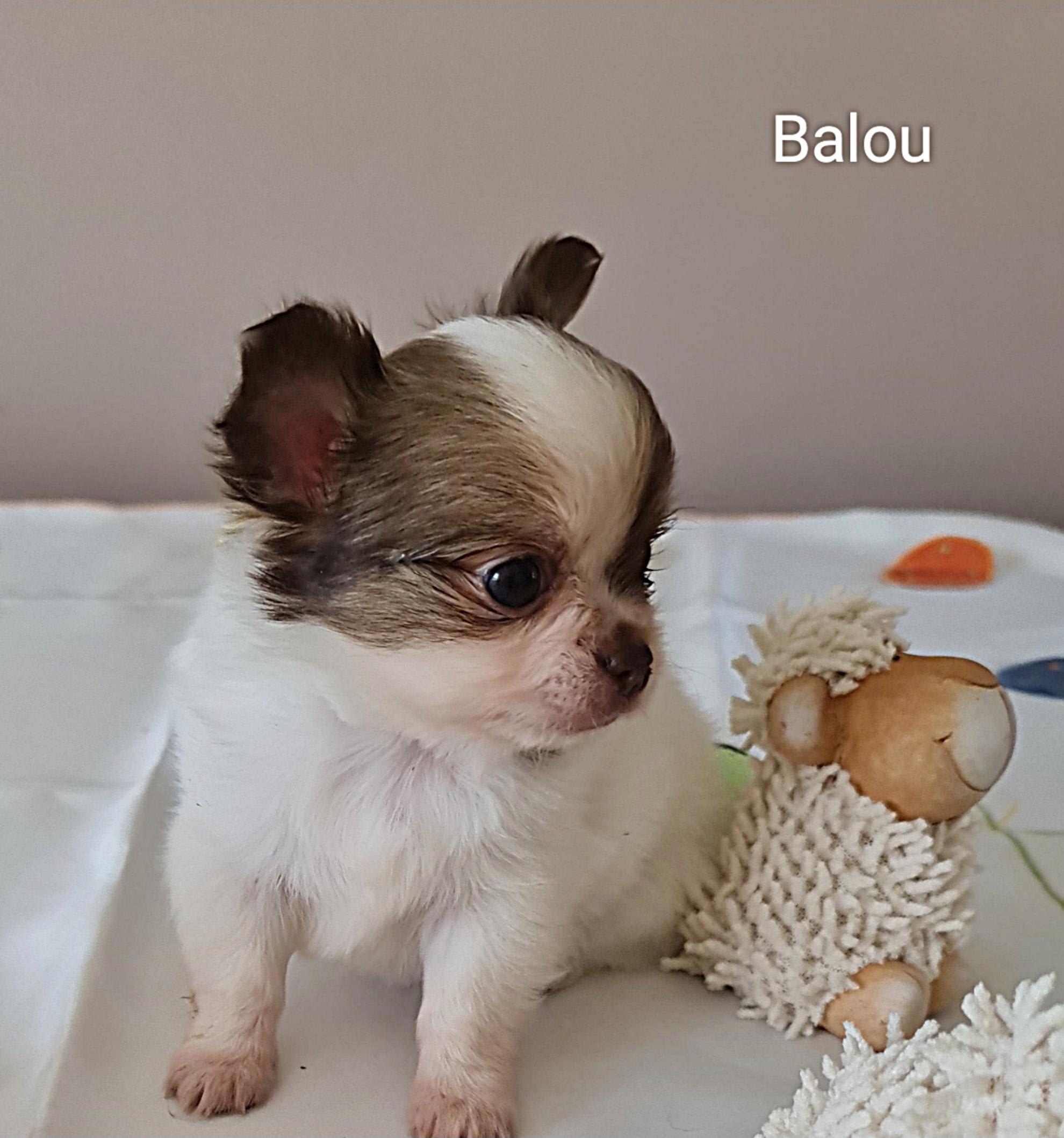 Chihuahua Balou