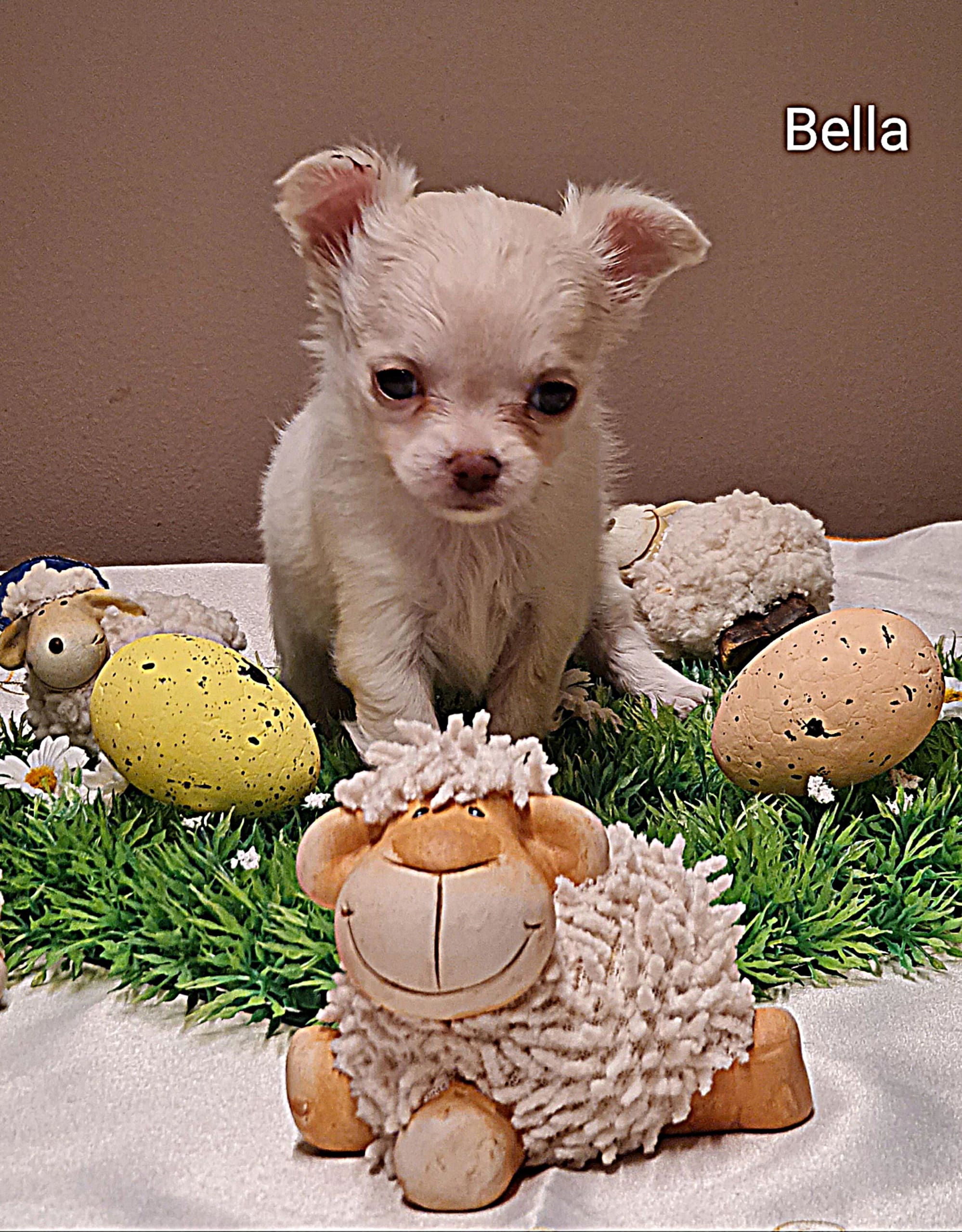 Chihuahua Bella
