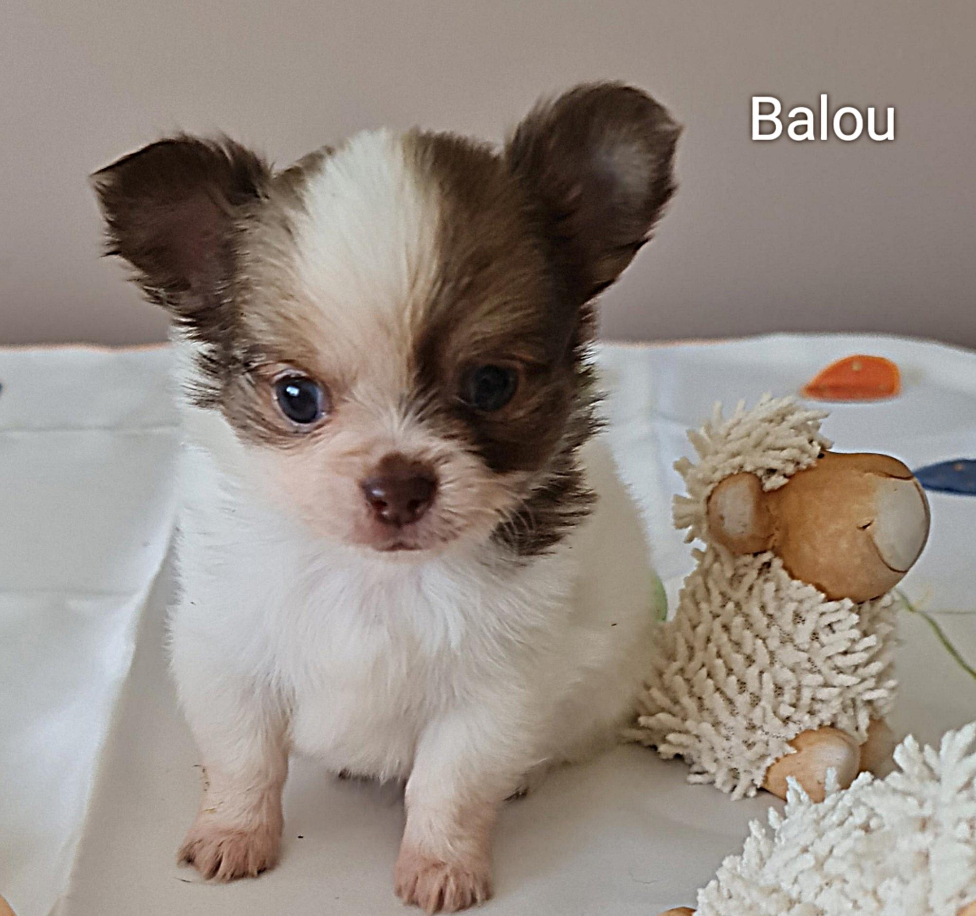 Chihuahua Balou